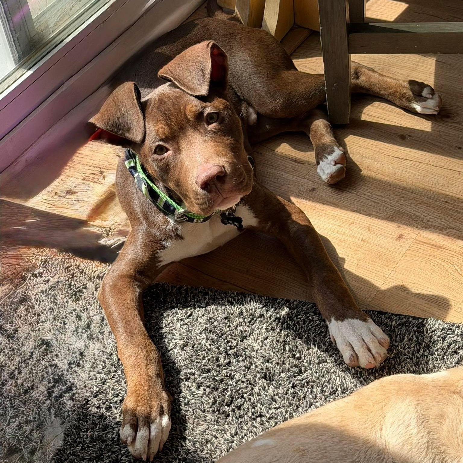 Enlarge Rocket ~ in foster care , a ADOPTABLE mixed breed in Minooka, IL image 3/4