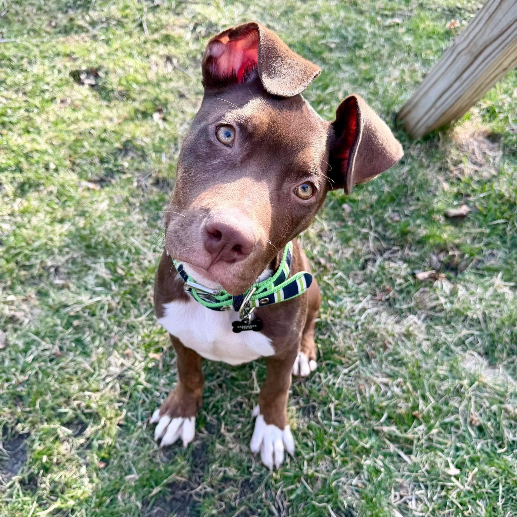 Rocket ~ in foster care , ADOPTABLE, Puppy Male Pit Bull Terrier.