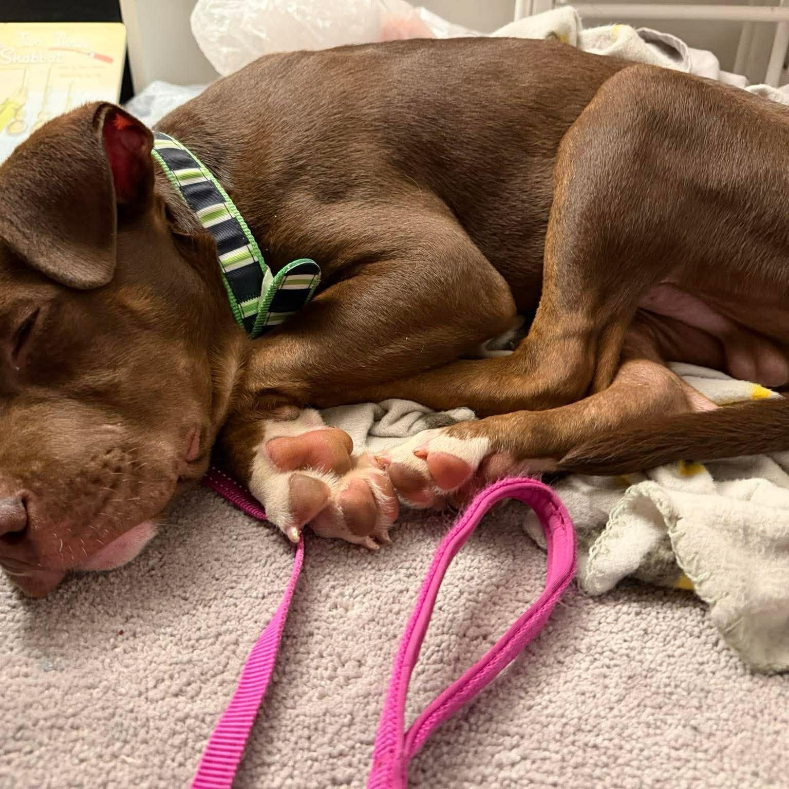 Enlarge Rocket ~ in foster care , a ADOPTABLE mixed breed in Minooka, IL image 2/4