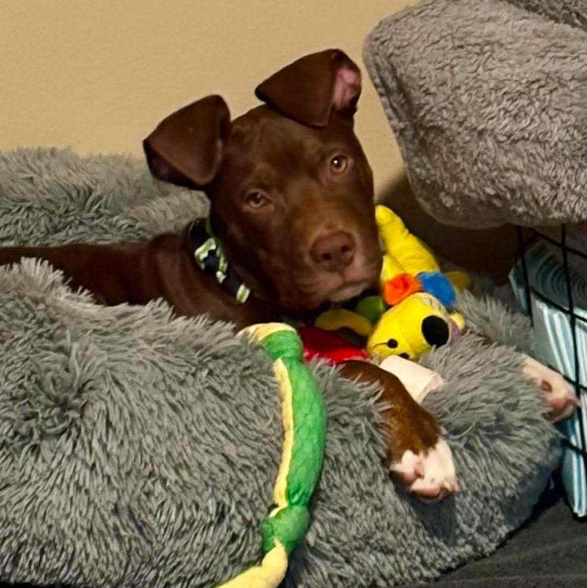 Enlarge Rocket ~ in foster care , a ADOPTABLE mixed breed in Minooka, IL image 4/4