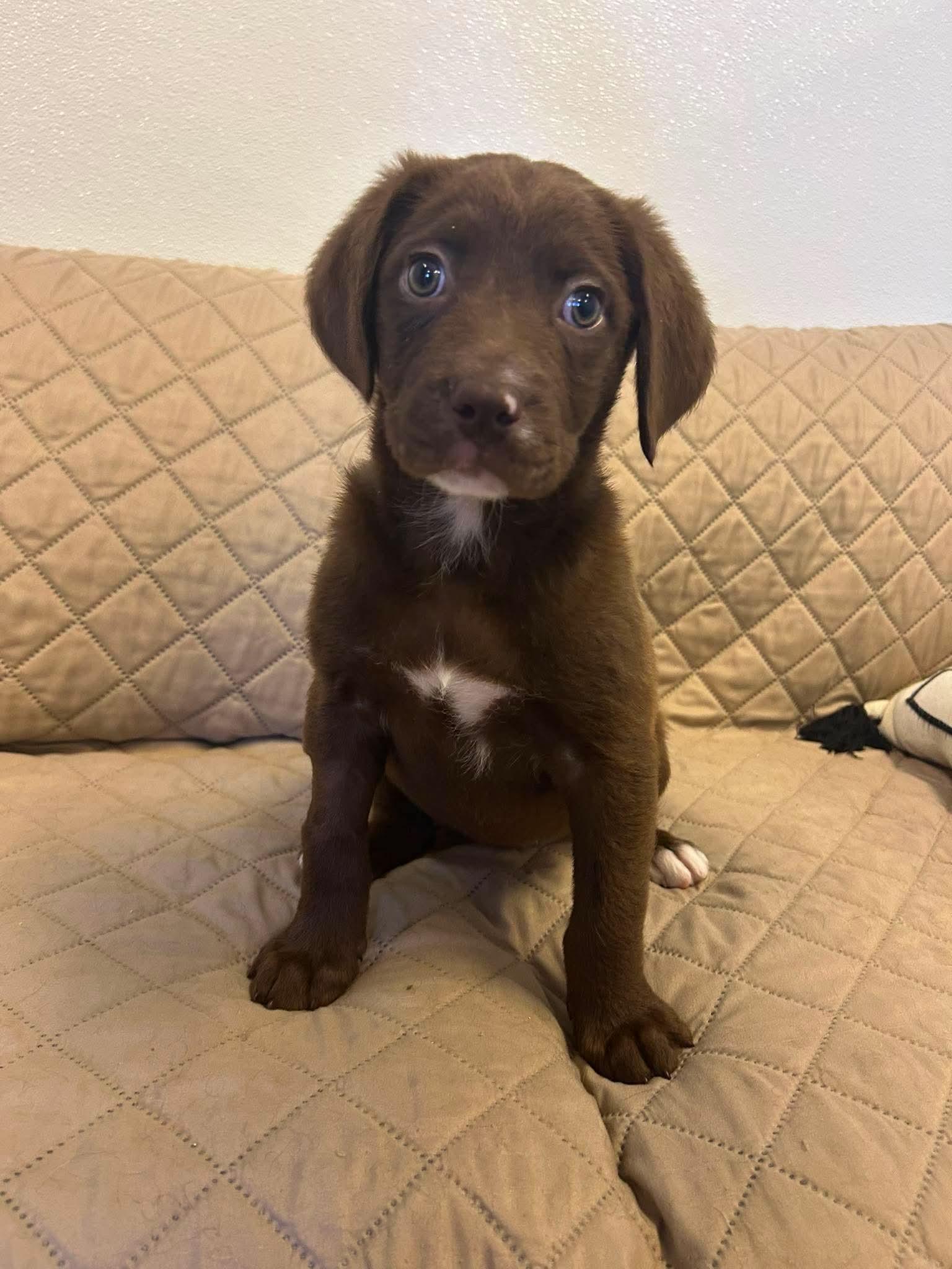 Storm, a Adoptable Labrador Retriever in Steeleville, IL image 1/2