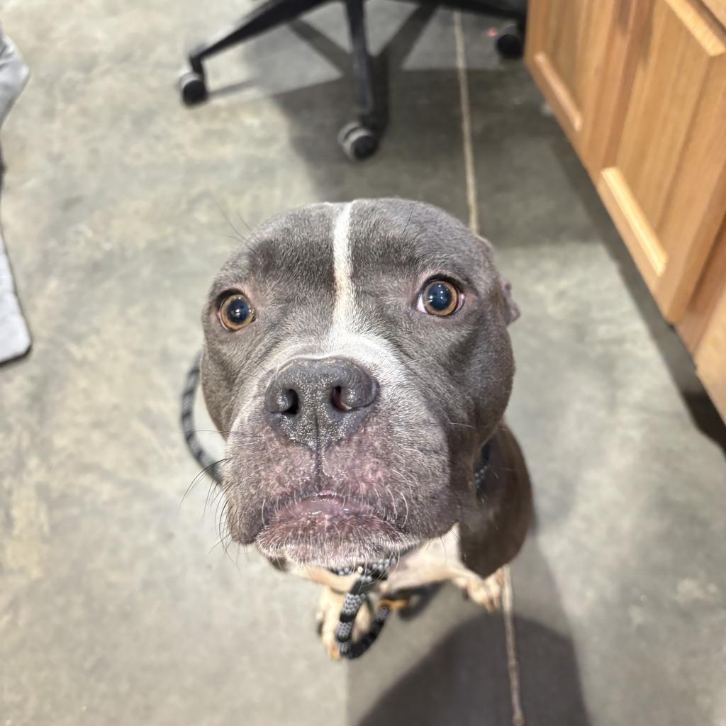 OLE ROY, a Adoptable Pit Bull Terrier in Boaz, AL image 1/4
