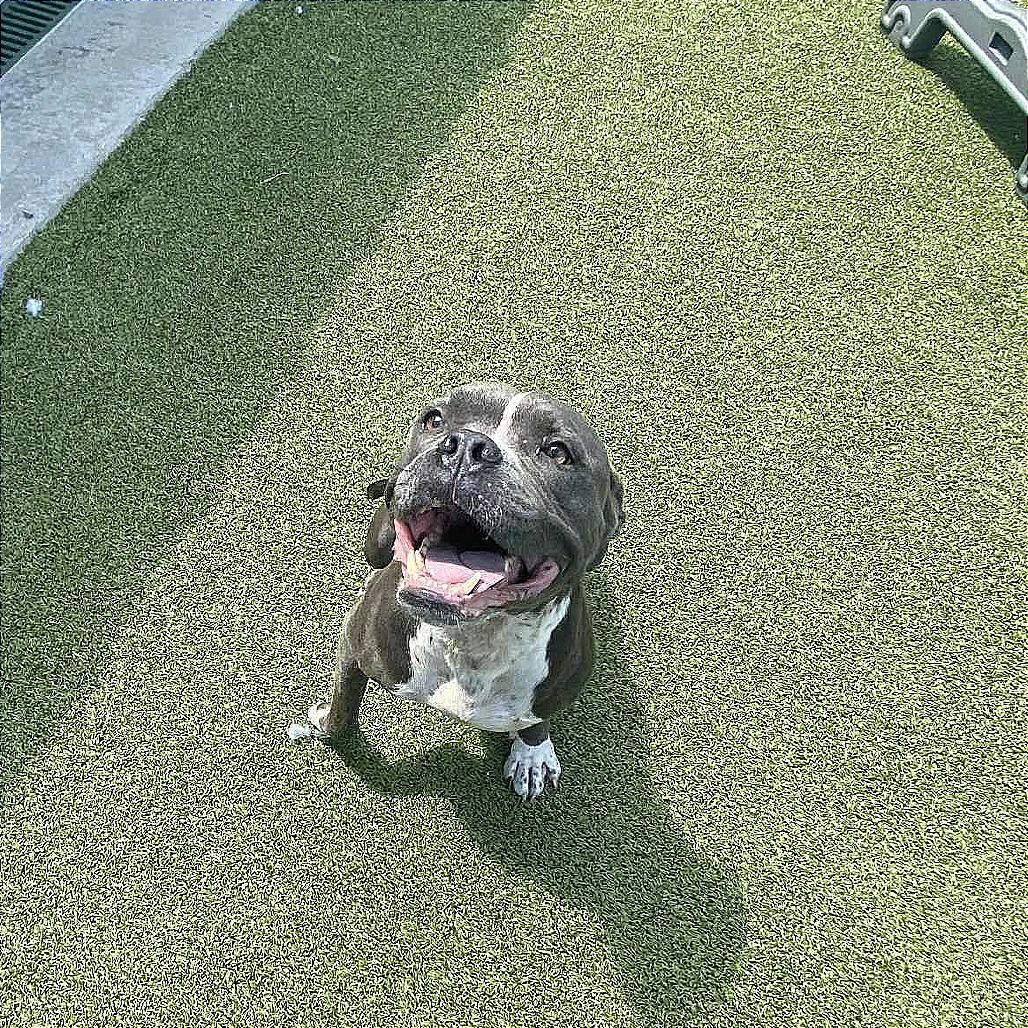 OLE ROY, a Adoptable Pit Bull Terrier in Boaz, AL image 3/4