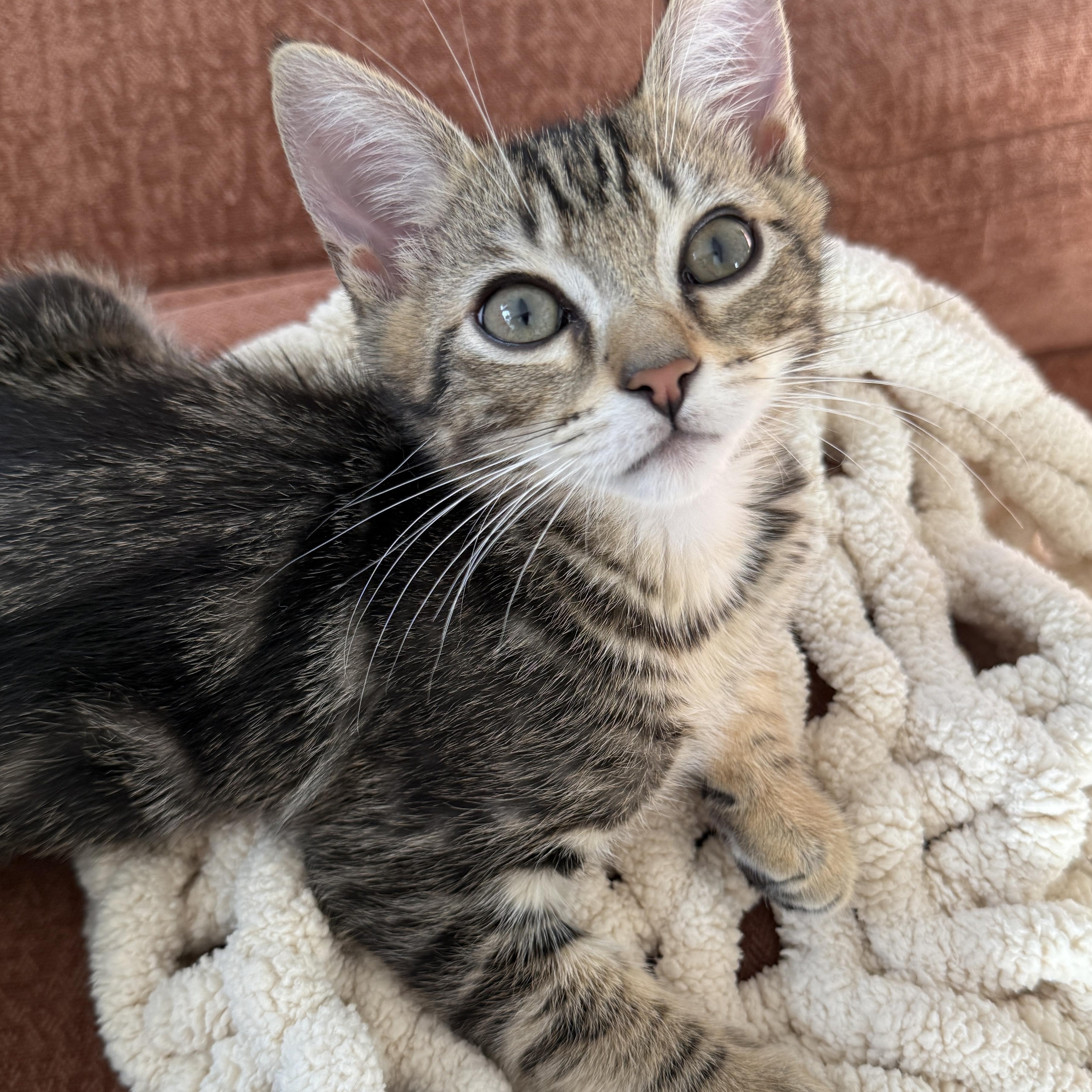 Enlarge Darwin, a ADOPTABLE Domestic Short Hair in Los Angeles, CA image 1/5