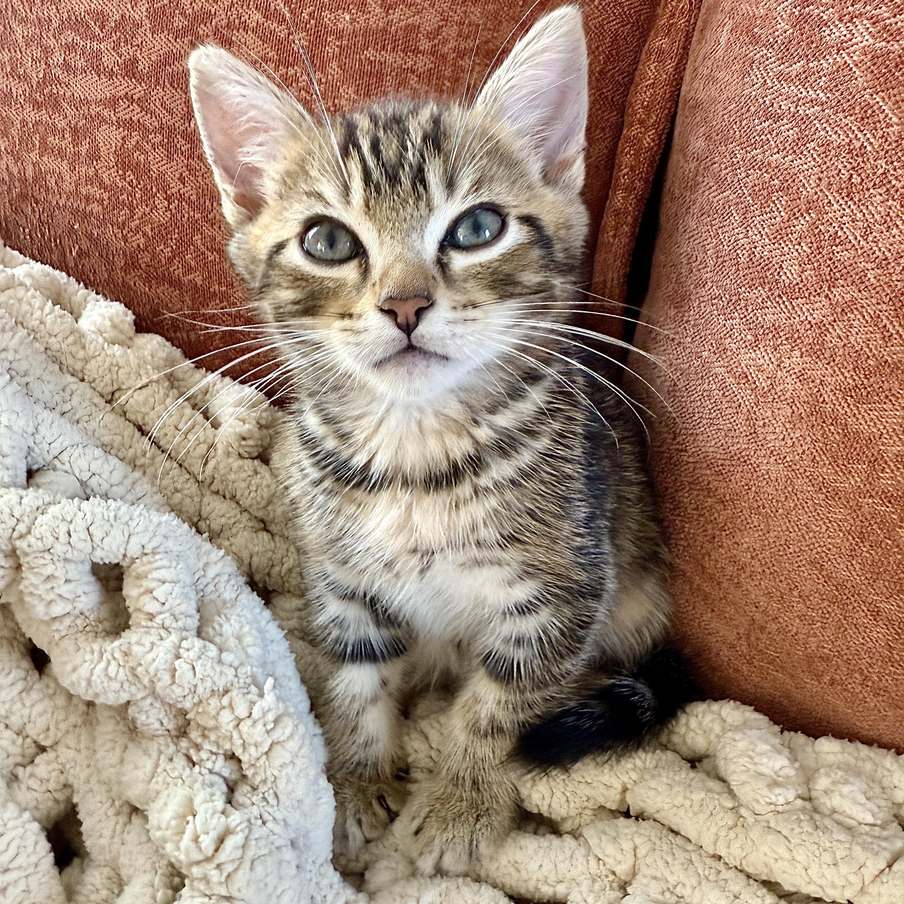 Enlarge Darwin, a ADOPTABLE Domestic Short Hair in Los Angeles, CA image 2/5