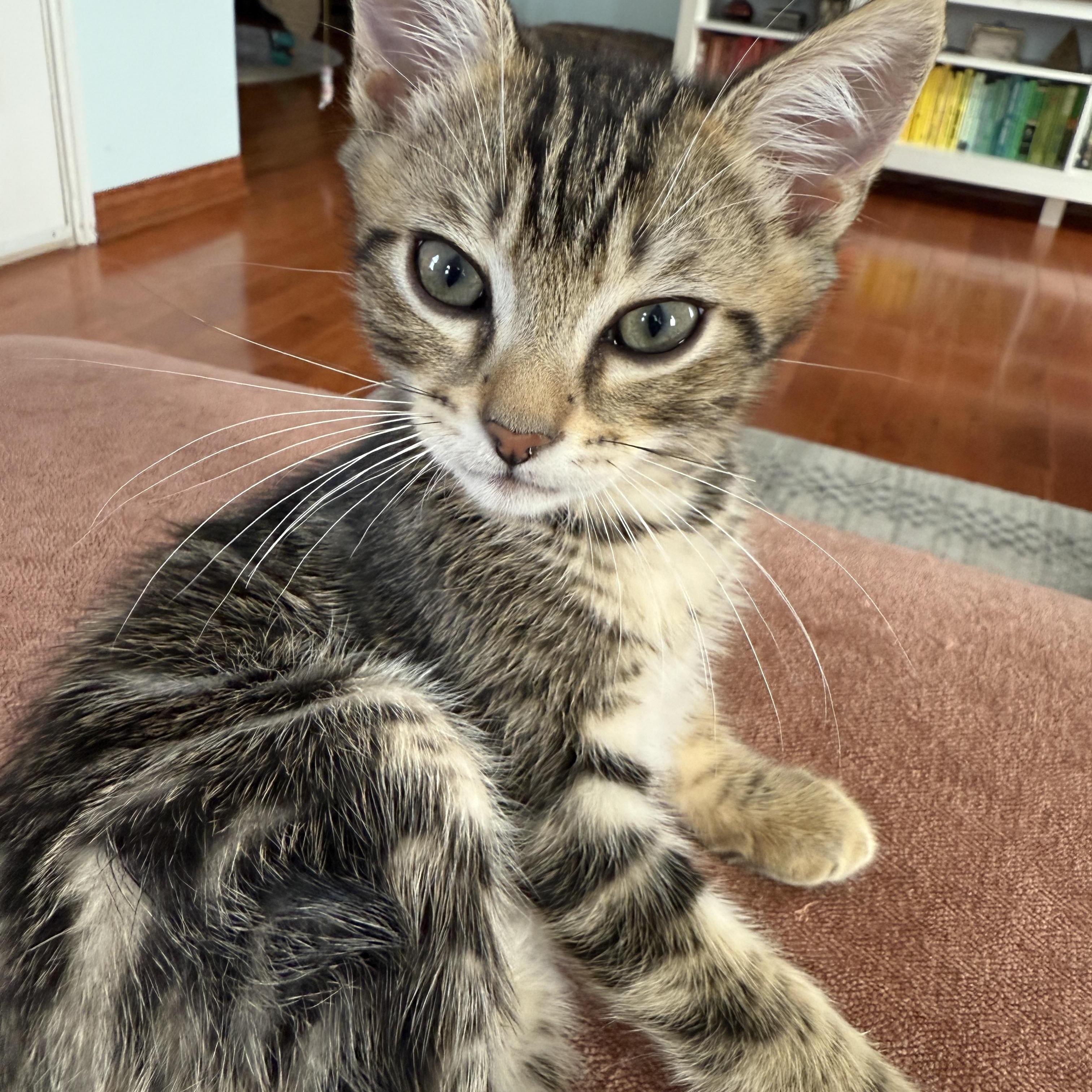 Enlarge Darwin, a ADOPTABLE Domestic Short Hair in Los Angeles, CA image 3/5