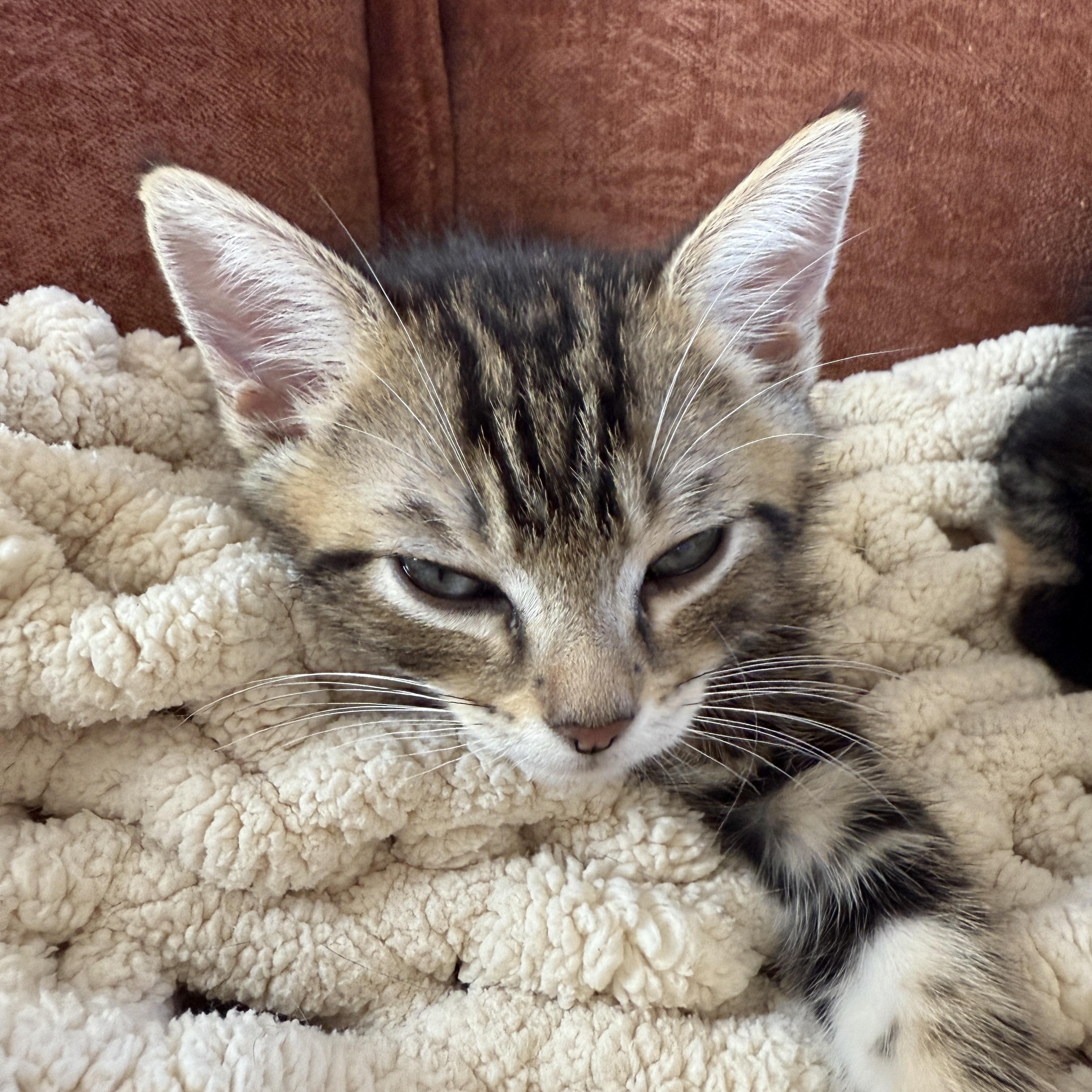 Enlarge Darwin, a ADOPTABLE Domestic Short Hair in Los Angeles, CA image 4/5