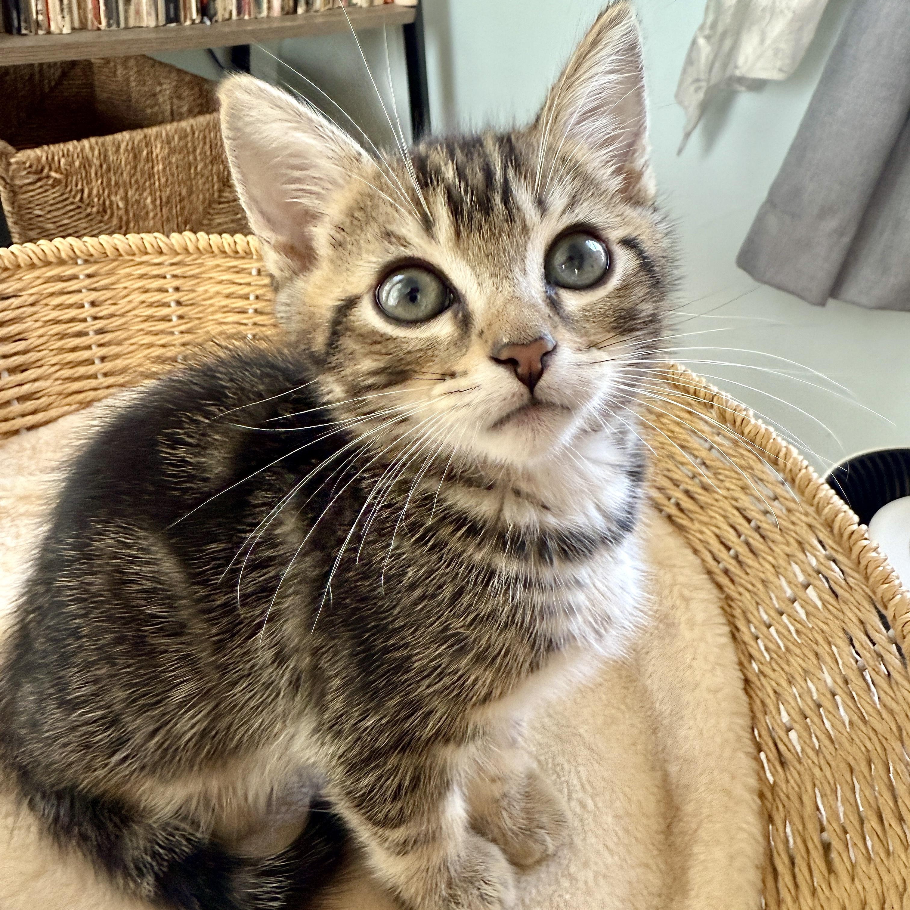 Enlarge Darwin, a ADOPTABLE Domestic Short Hair in Los Angeles, CA image 5/5