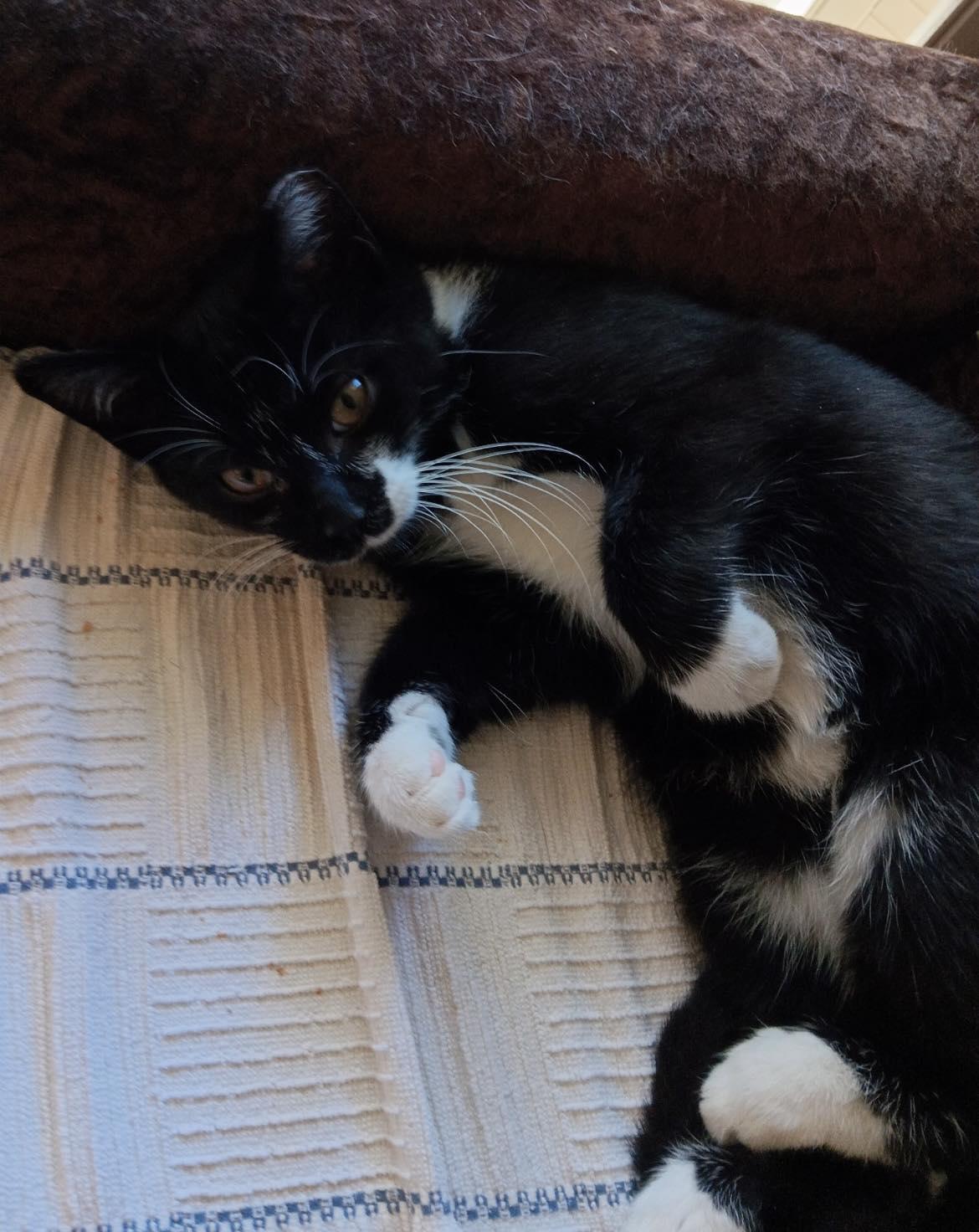 Enlarge Sasspants, a Adoptable Domestic Short Hair in Sterling Heights, MI image 1/3