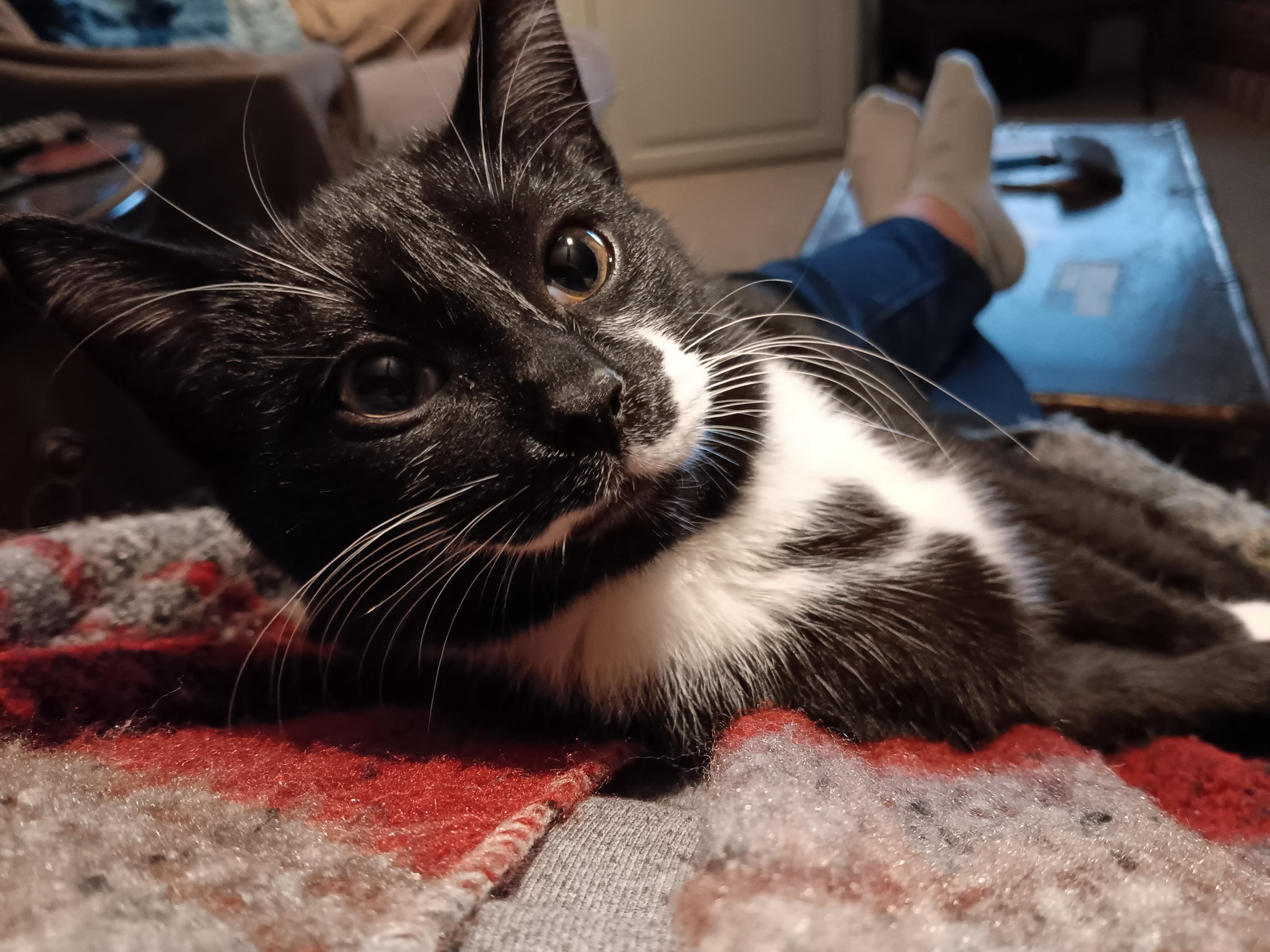 Enlarge Sasspants, a Adoptable Domestic Short Hair in Sterling Heights, MI image 2/3