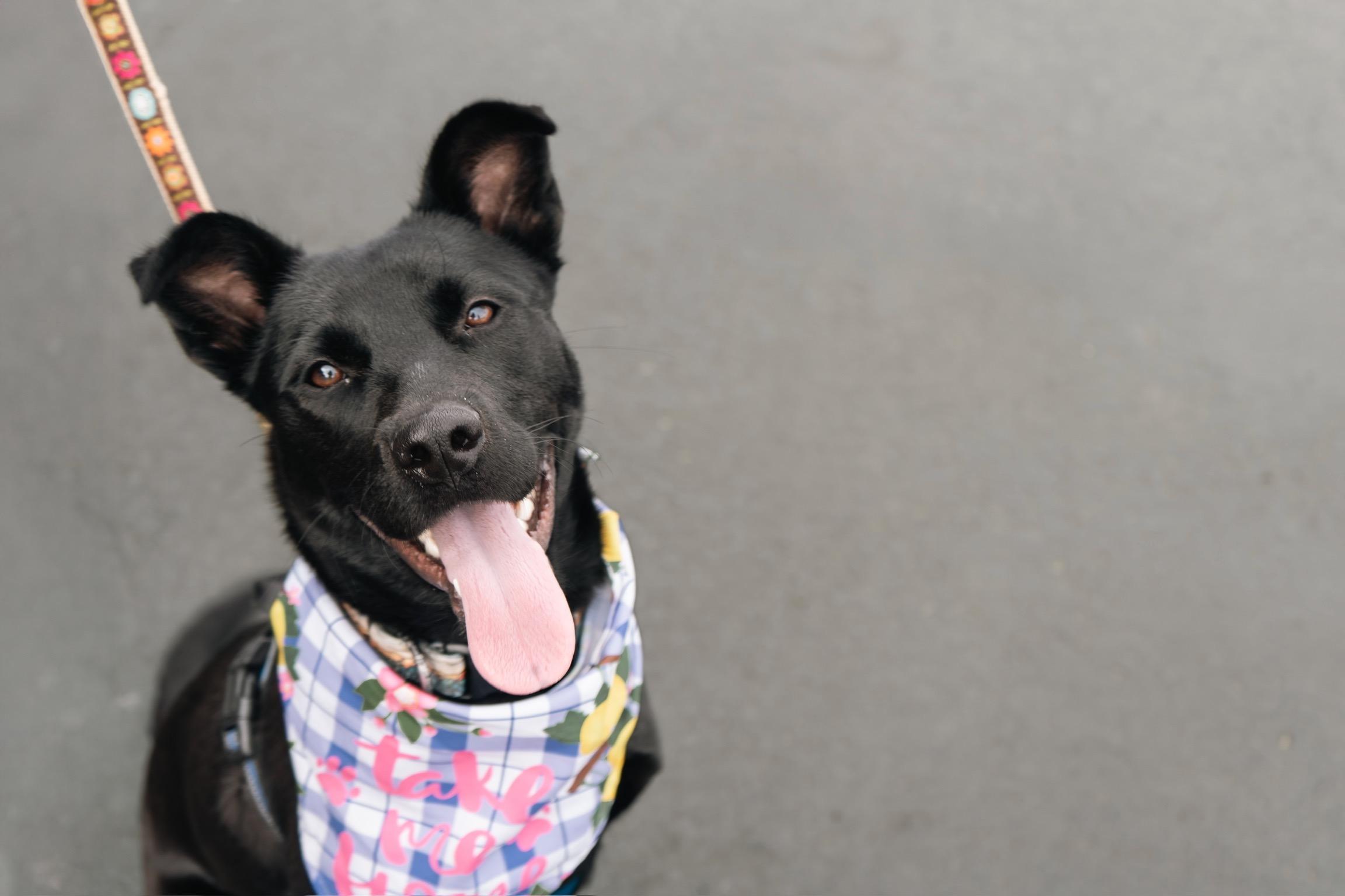 Joy, ADOPTABLE, Adult Female Mixed Breed.