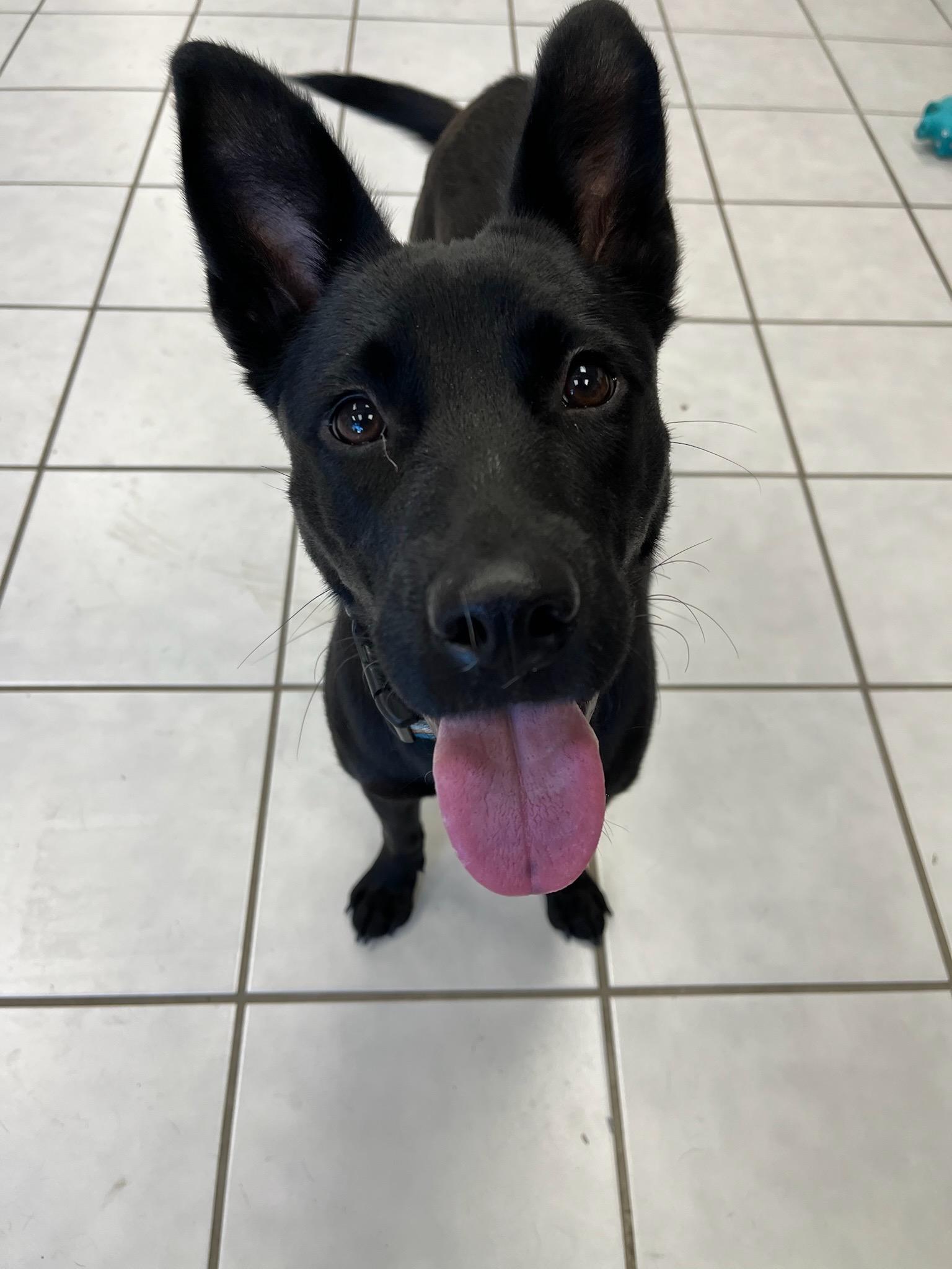 Enlarge Joy, a ADOPTABLE mixed breed in Durango, CO image 5/6