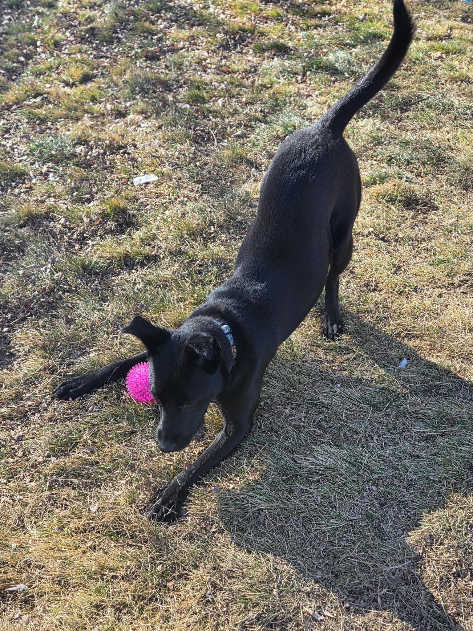 Enlarge Joy, a ADOPTABLE mixed breed in Durango, CO image 2/6