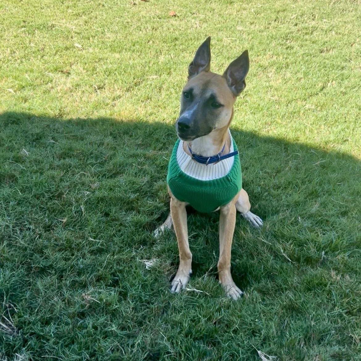 Enlarge Edward (Eddie), a Adoptable mixed breed in Waxhaw, NC image 2/6