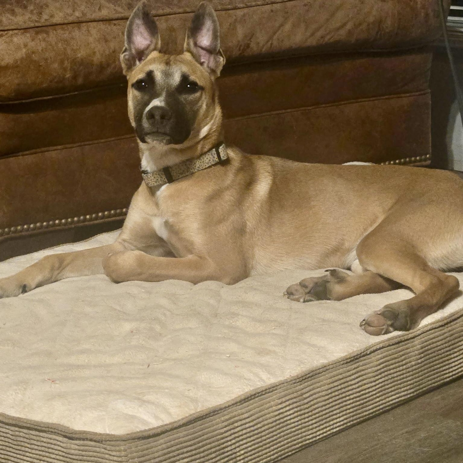 Edward, Adoptable, Puppy Male Shepherd.