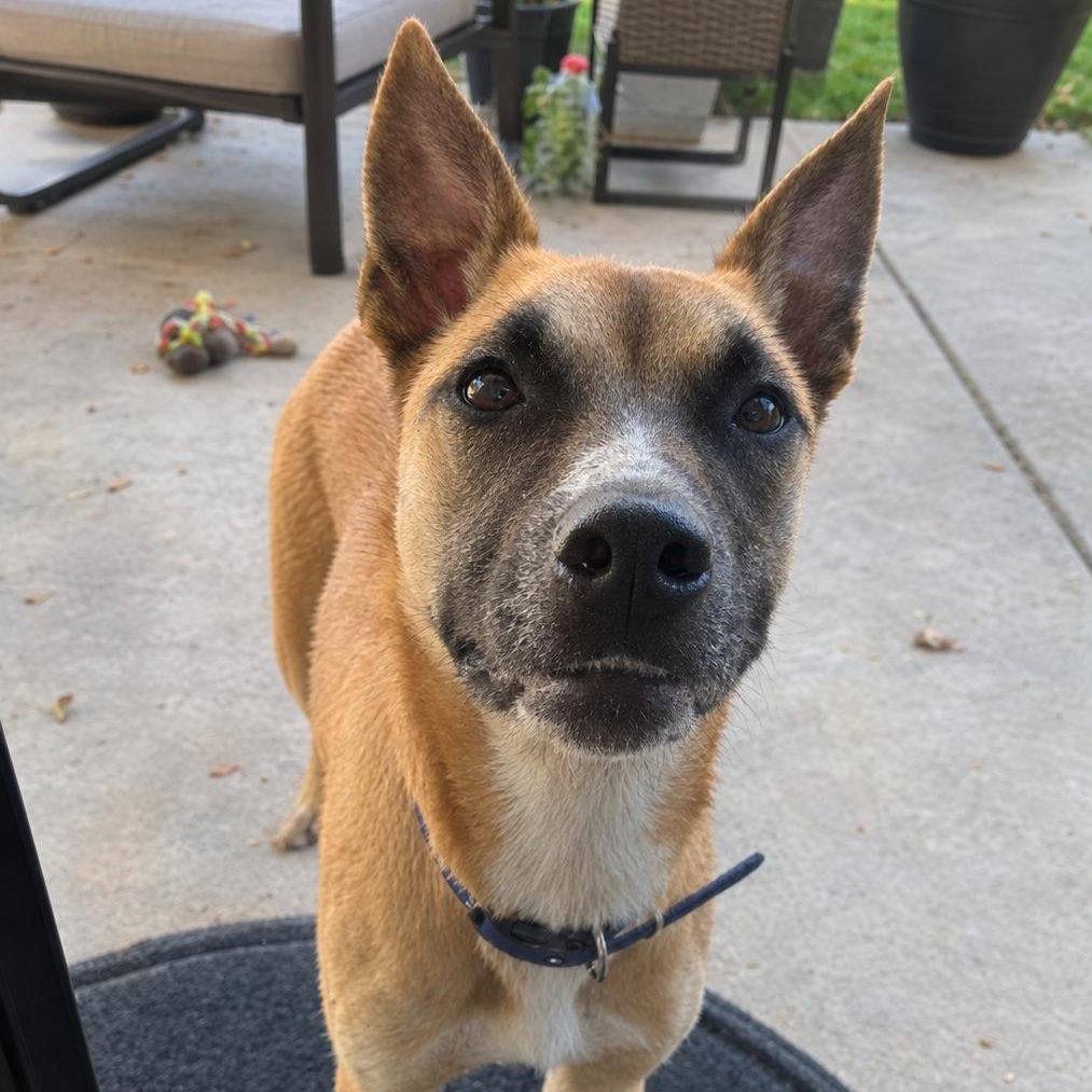 Enlarge Edward (Eddie), a Adoptable mixed breed in Waxhaw, NC image 1/6