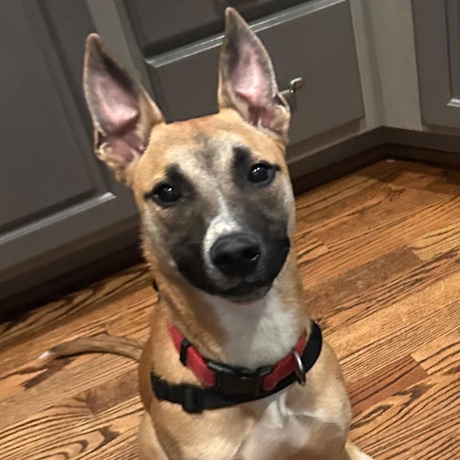 Enlarge Edward (Eddie), a Adoptable mixed breed in Waxhaw, NC image 4/6