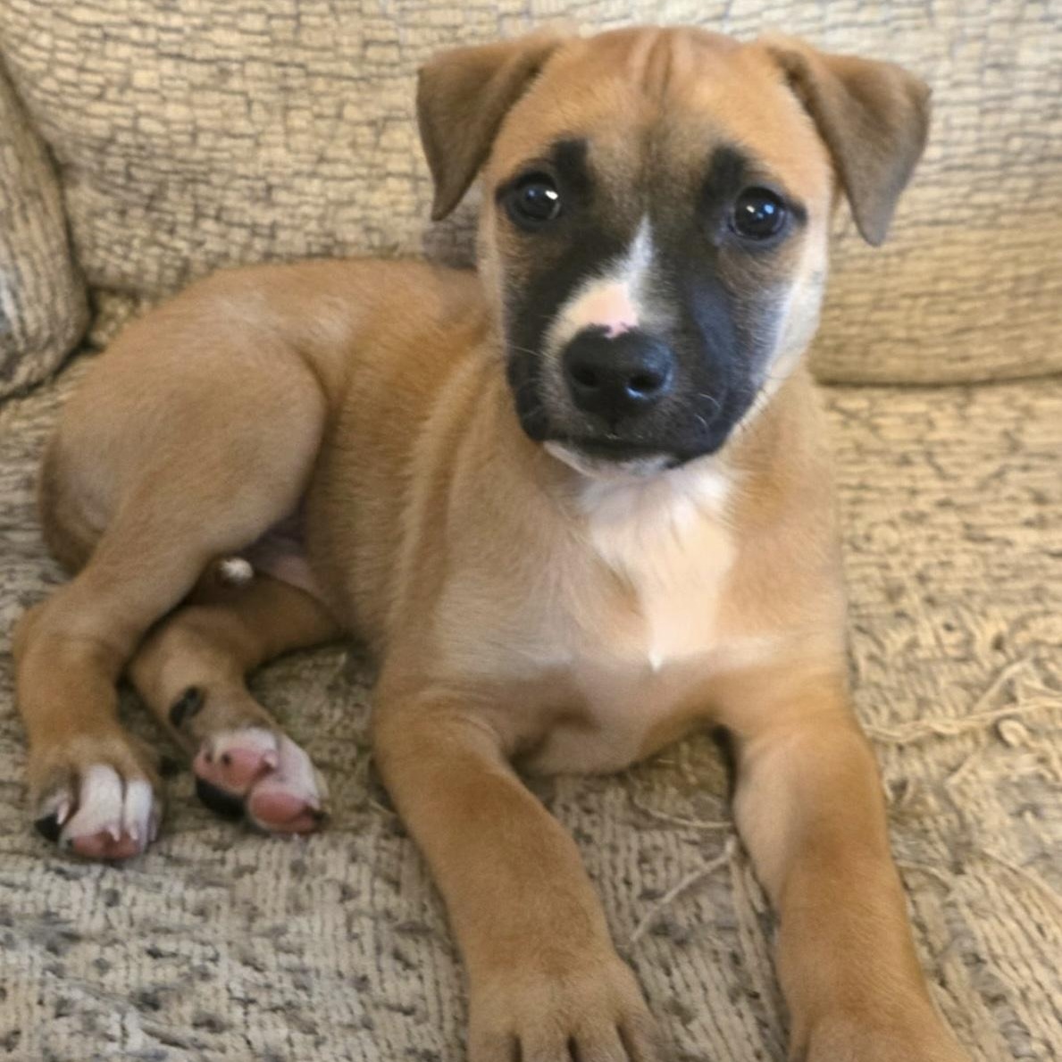 Enlarge Edward, a Adoptable mixed breed in Waxhaw, NC image 1/1