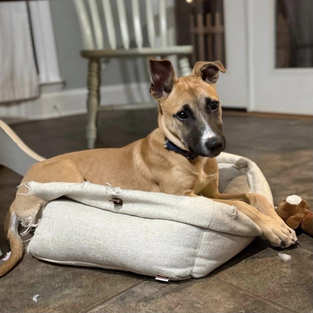 Enlarge Edward, a Adoptable mixed breed in Waxhaw, NC image 1/6