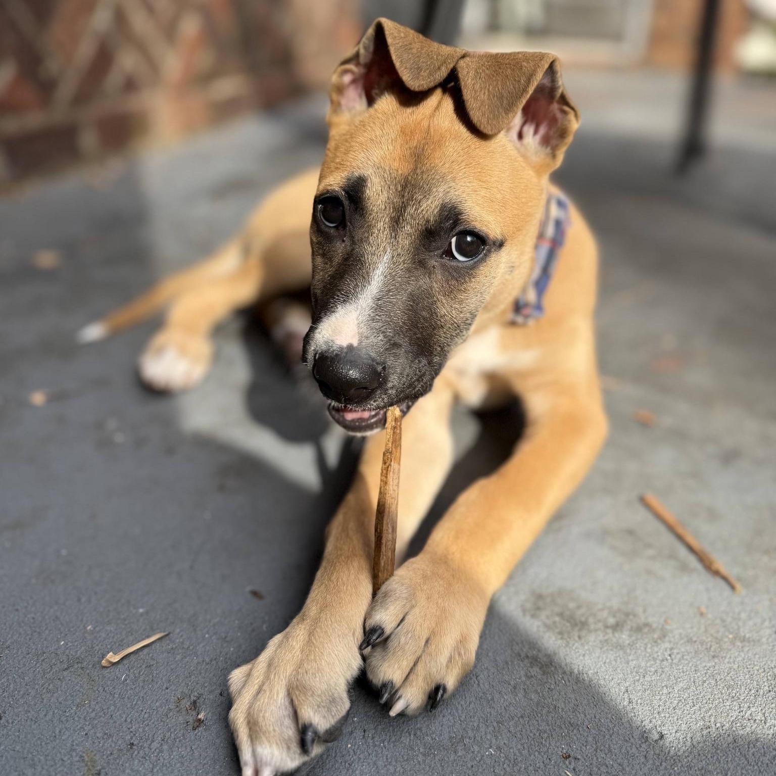 Edward, Adoptable, Puppy Male Shepherd.