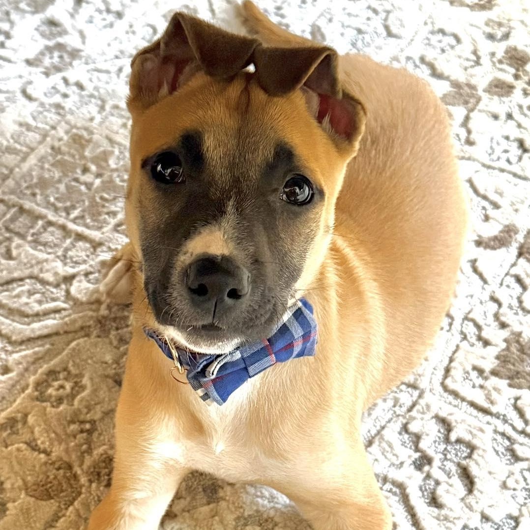 Edward, Adoptable, Puppy Male Shepherd.