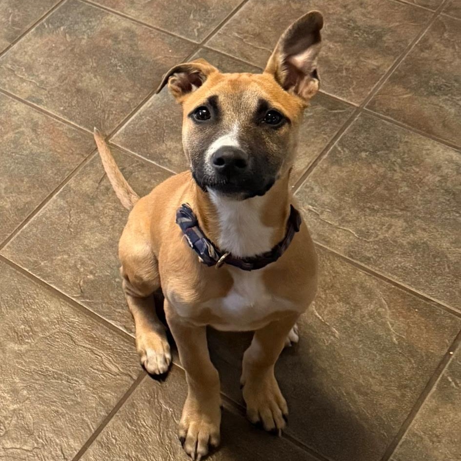 Enlarge Edward, a Adoptable mixed breed in Waxhaw, NC image 2/5