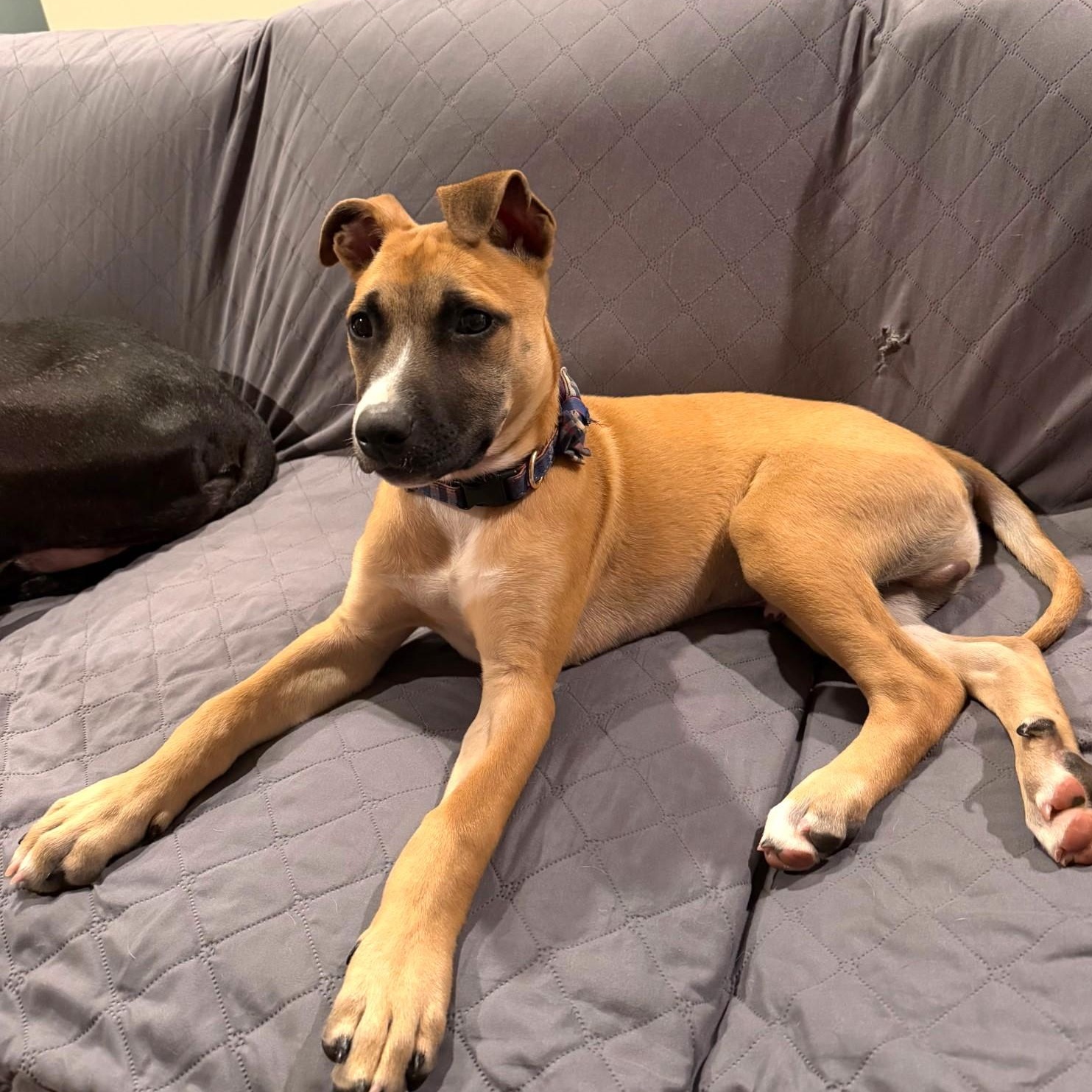 Enlarge Edward, a Adoptable mixed breed in Waxhaw, NC image 4/5