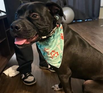 KIKO, Adoptable, Young Male Pit Bull Terrier & Mixed Breed.