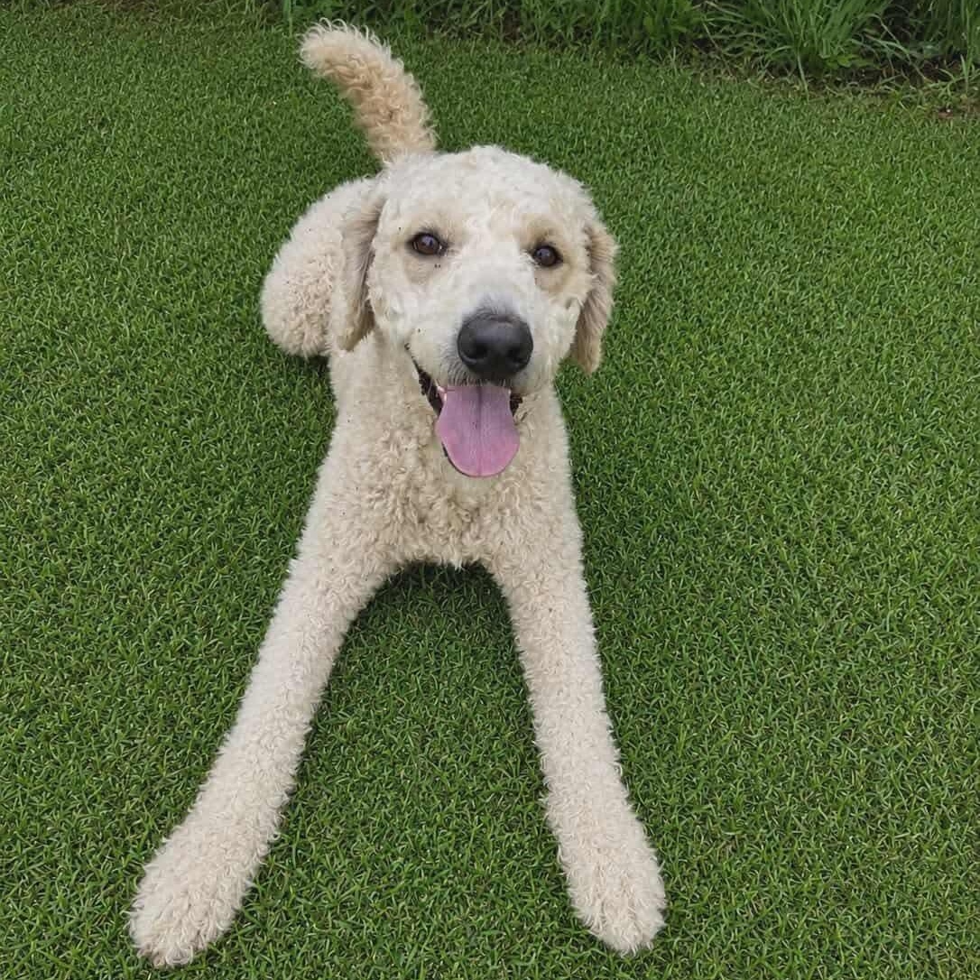 Enlarge Lainey, an adopted Poodle in Southfield , MI image 4/5