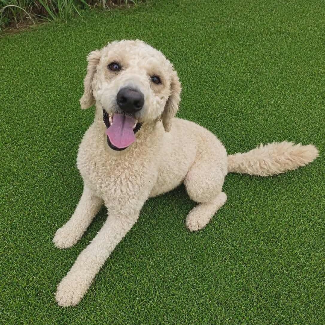 Enlarge Lainey, an adopted Poodle in Southfield , MI image 3/5