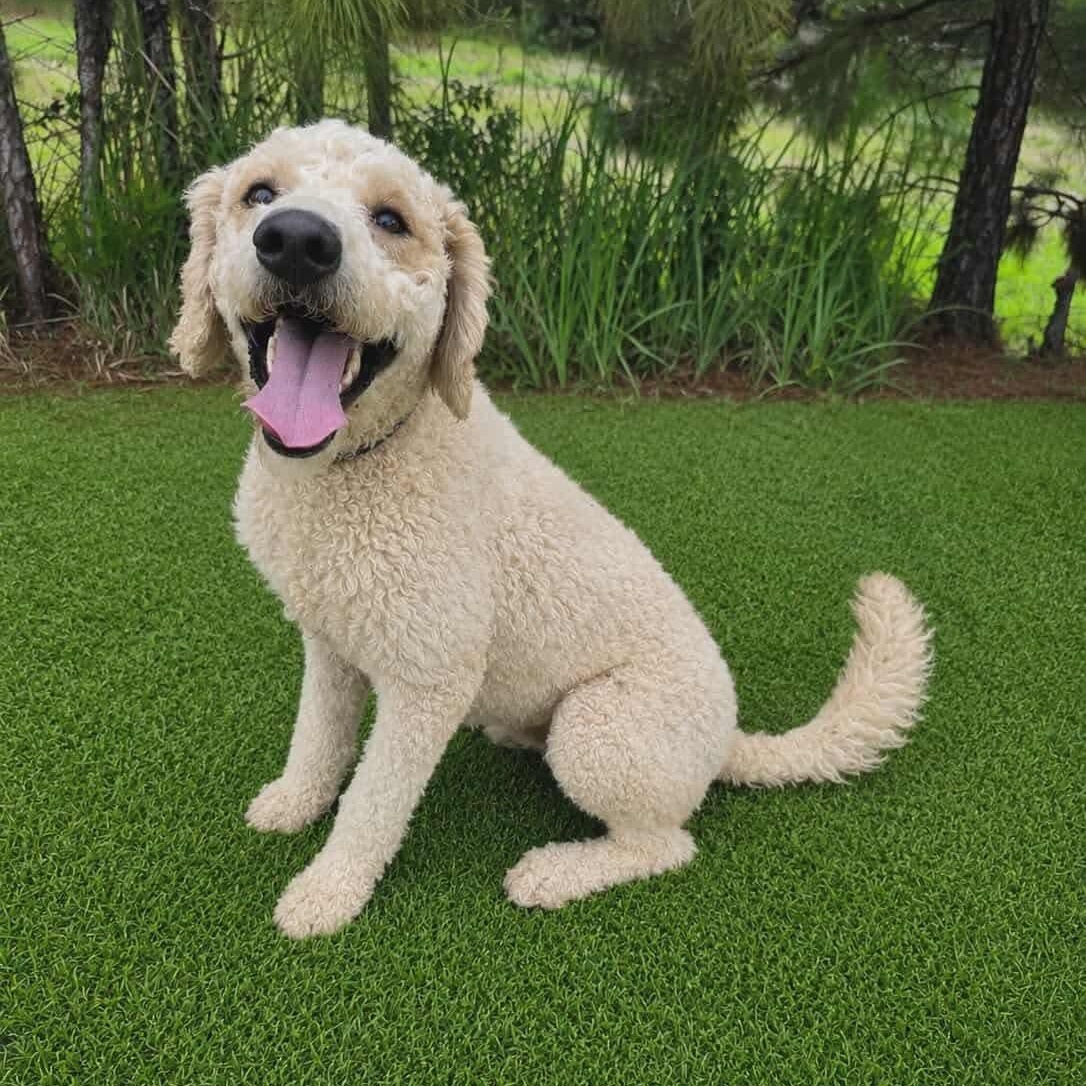 Lainey, Adoptable, Young Female Poodle.