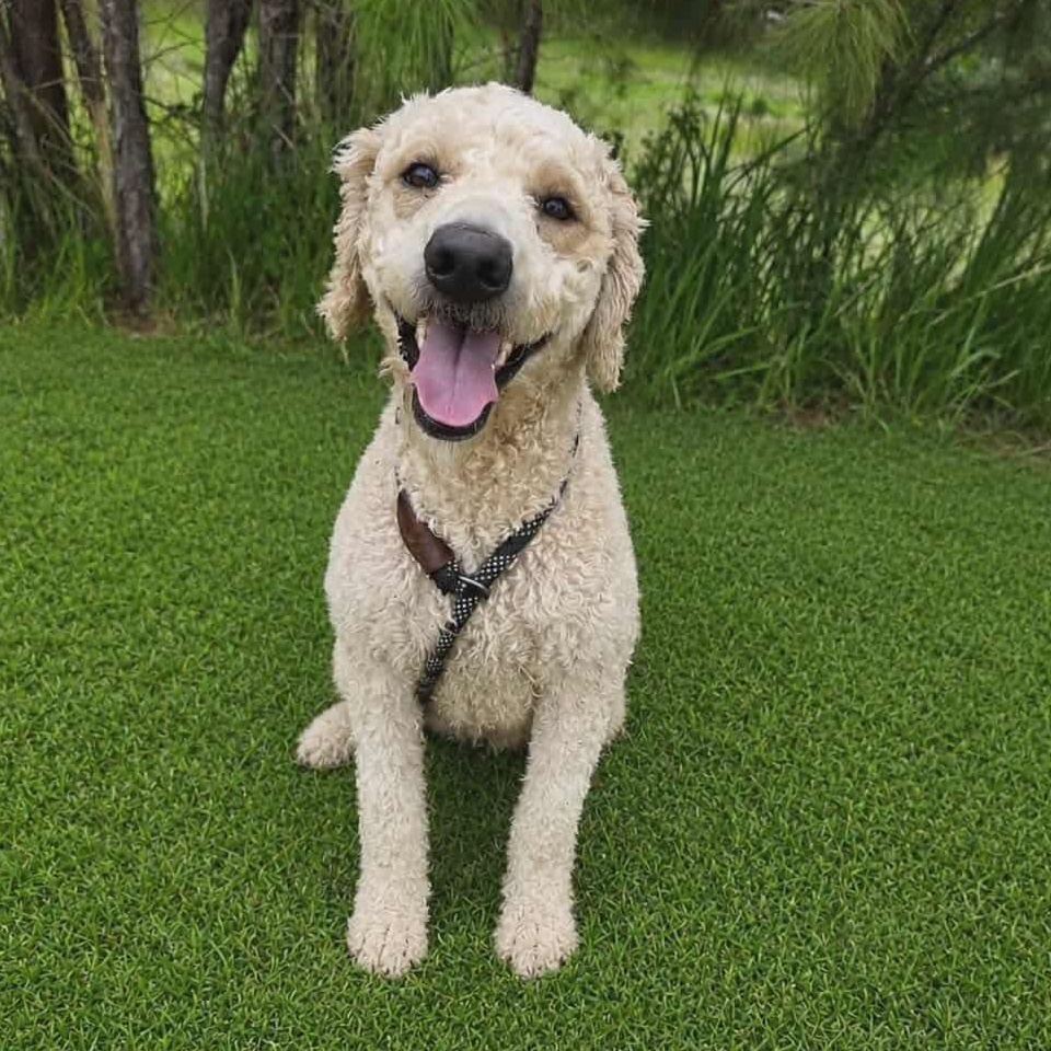 Enlarge Lainey, an adopted Poodle in Southfield , MI image 5/5