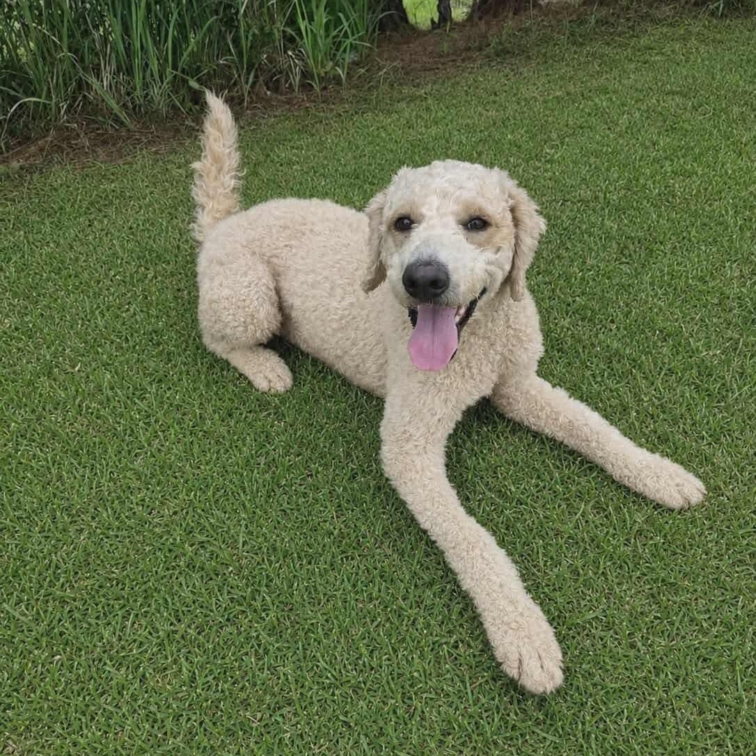Enlarge Lainey, an adopted Poodle in Southfield , MI image 2/5