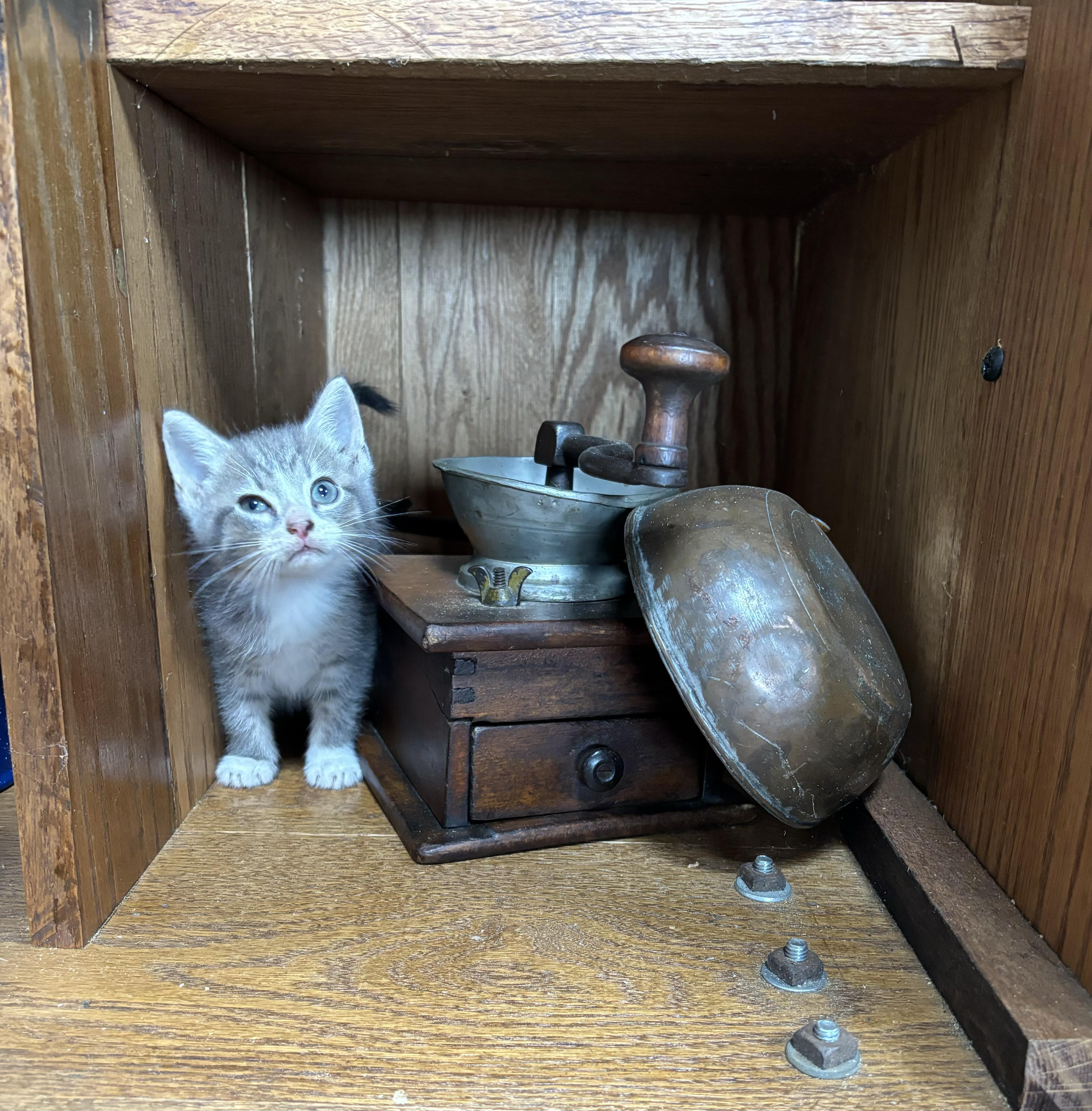 Enlarge Skeeter, a Adopted Domestic Short Hair in Hemingway, SC image 1/1