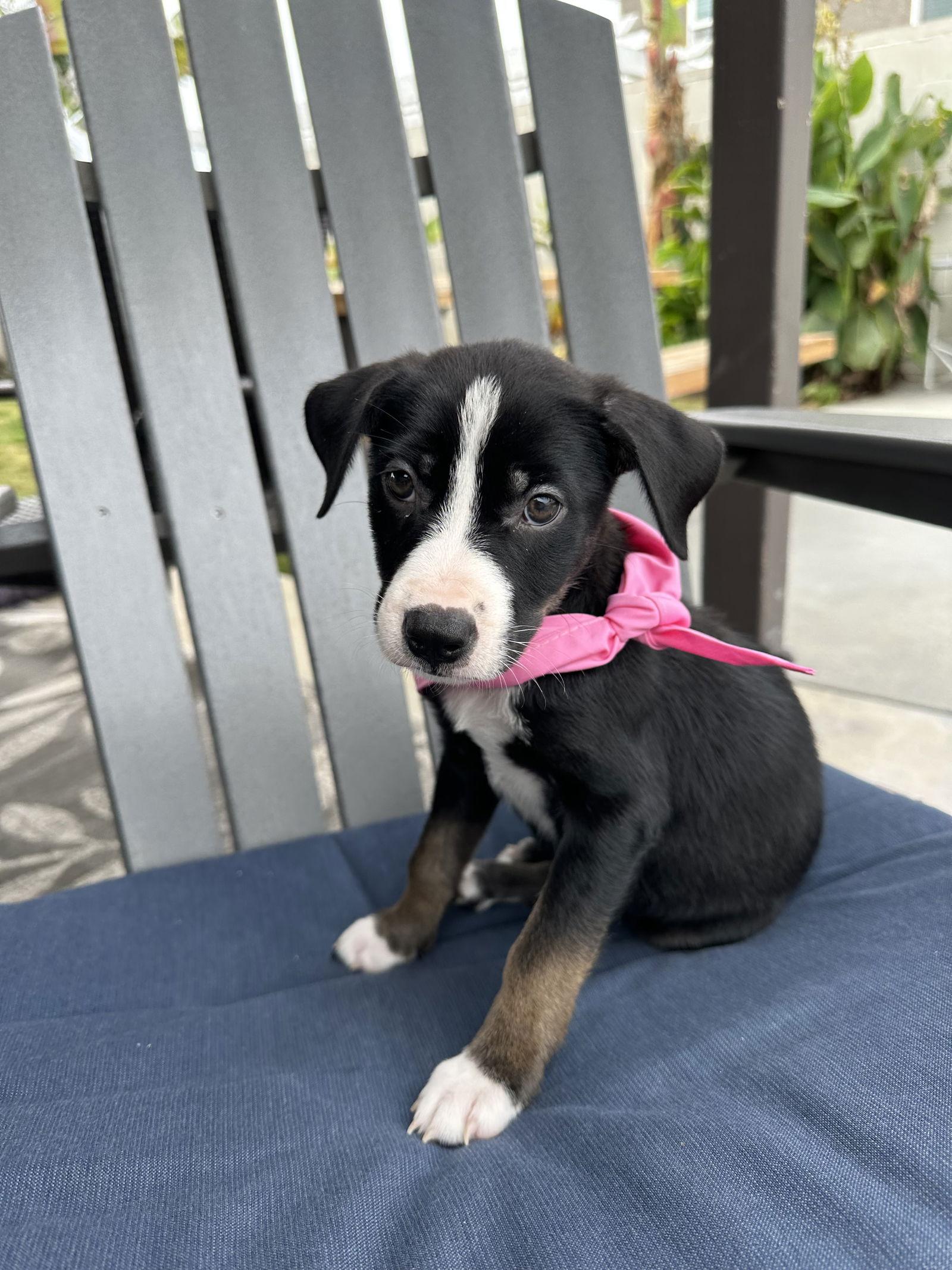 Cady, Adoptable, Puppy Female Border Collie.