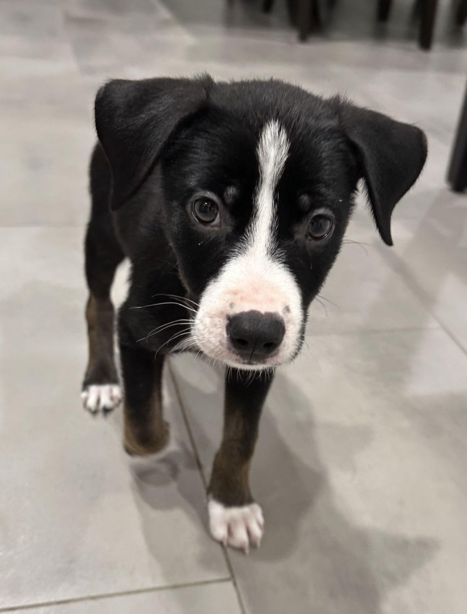 Enlarge Cady, a Adoptable Border Collie in Fullerton, CA image 2/2