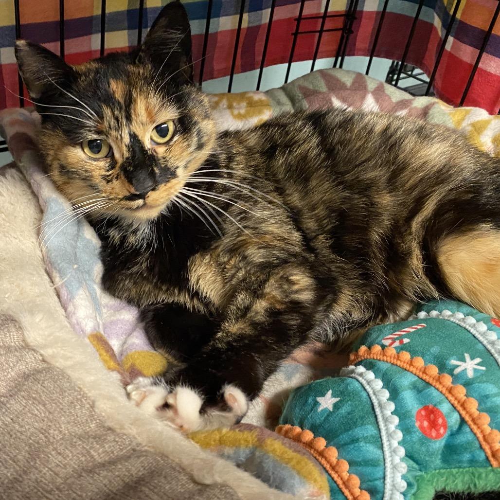 Enlarge 26-31 Callie, a Adoptable Domestic Short Hair in North Branford, CT image 1/3