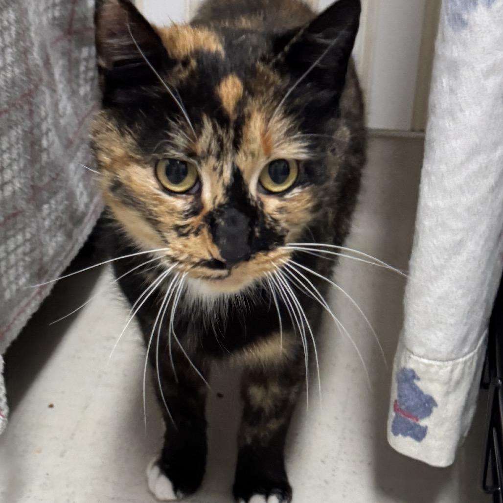 Enlarge 26-31 Callie, a Adoptable Domestic Short Hair in North Branford, CT image 2/3