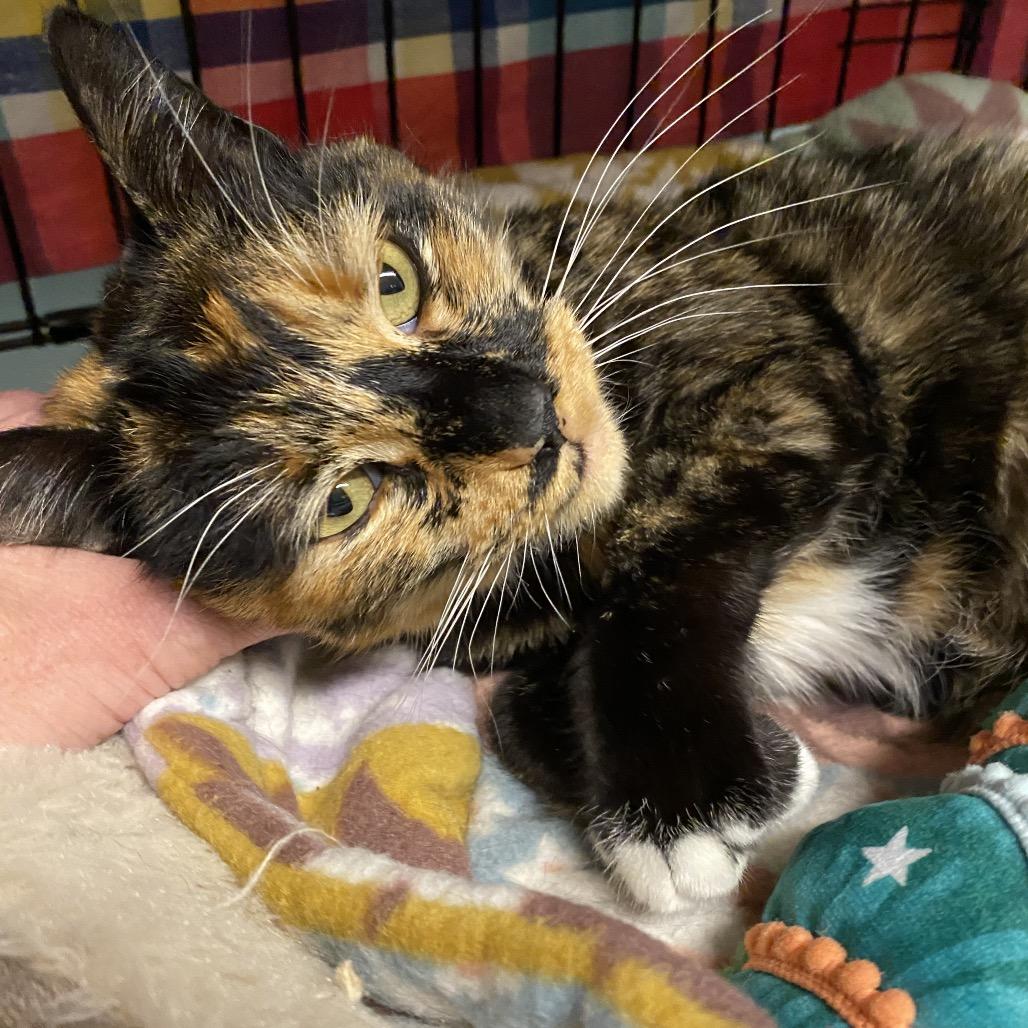 Enlarge 26-31 Callie, a Adoptable Domestic Short Hair in North Branford, CT image 3/3