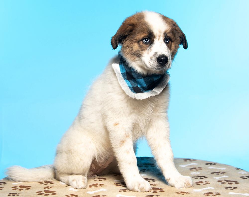 Enlarge Darja, an adopted mixed breed in Utica, NY image 2/6