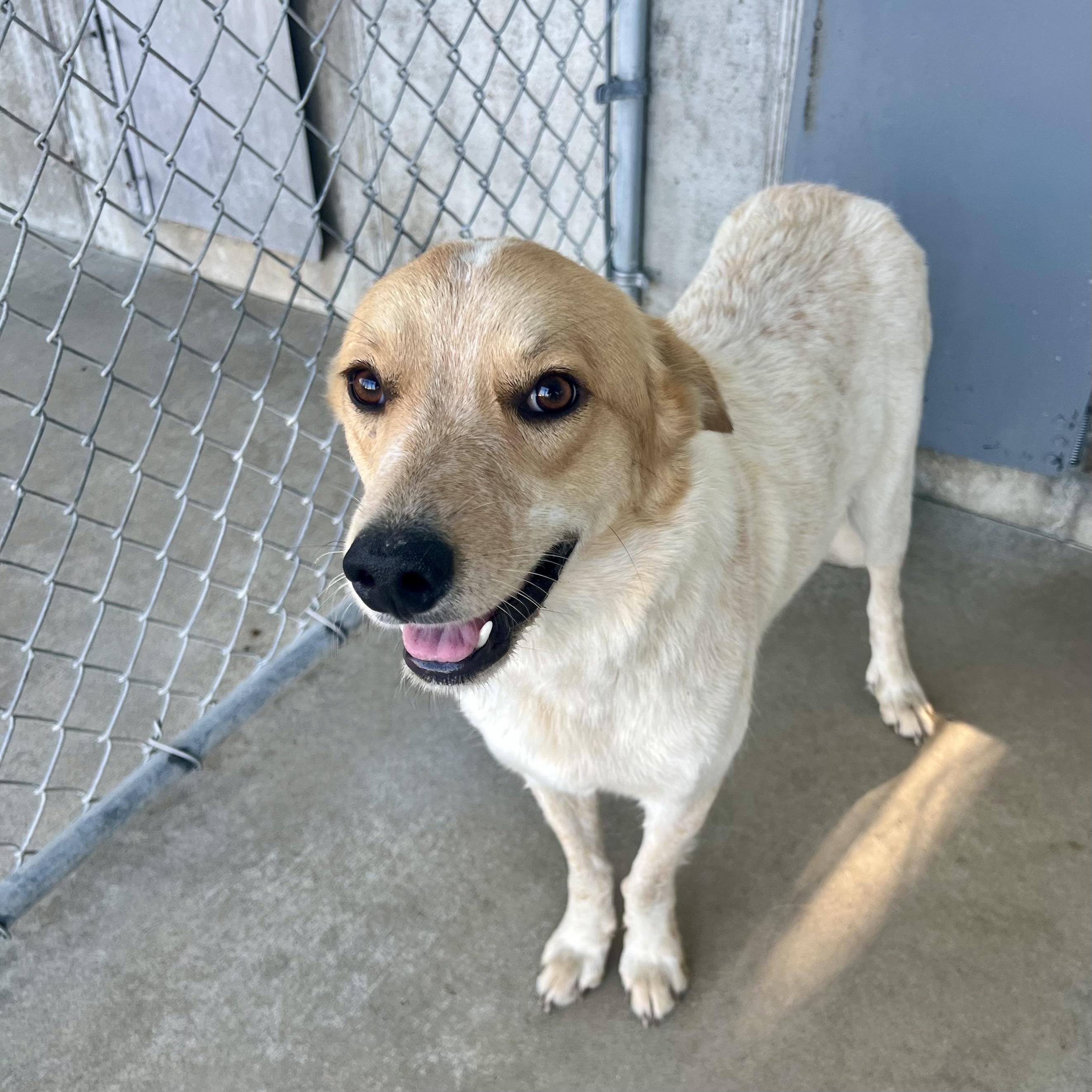 Harley, a ADOPTABLE mixed breed in Albany, MO image 5/6