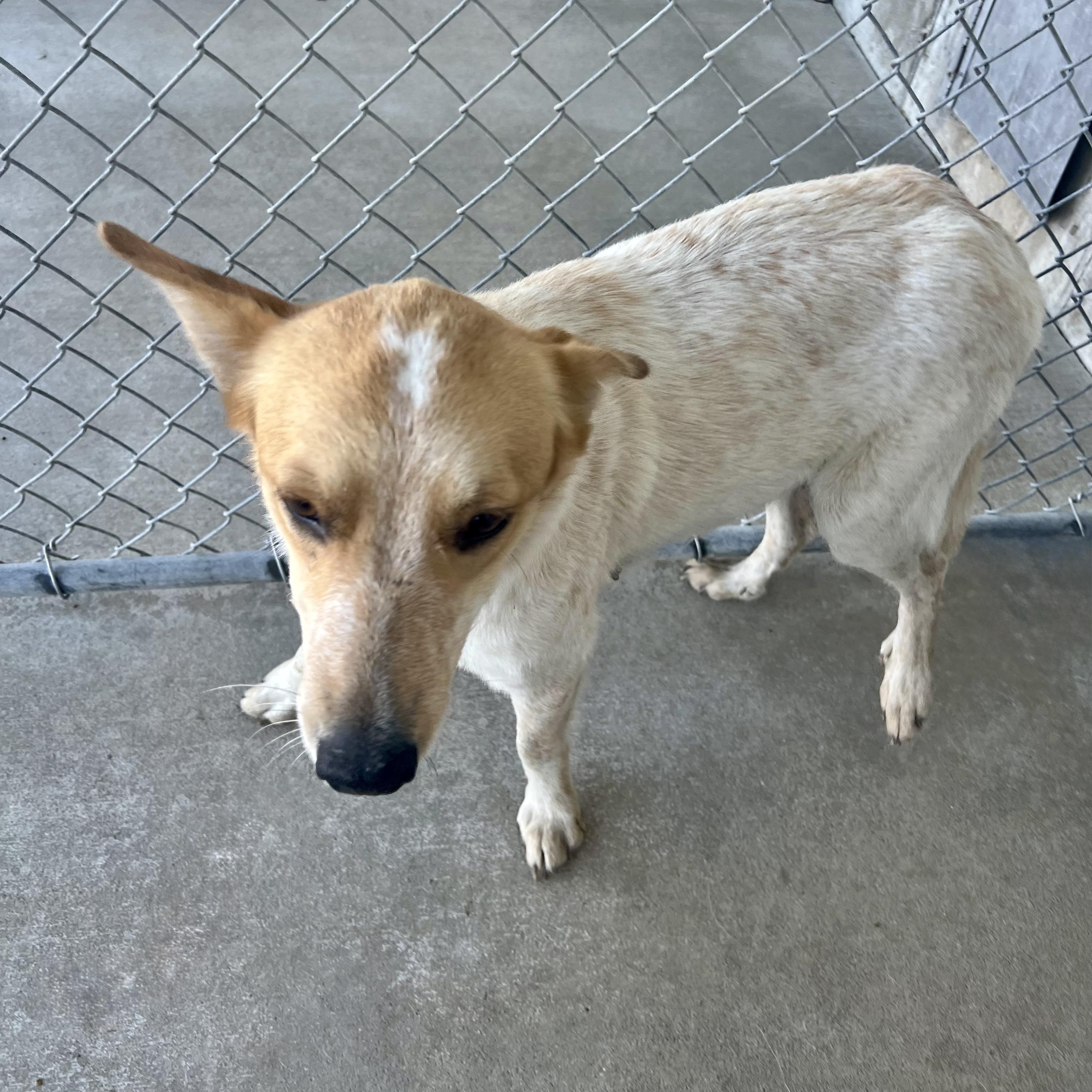 Harley, a ADOPTABLE mixed breed in Albany, MO image 6/6