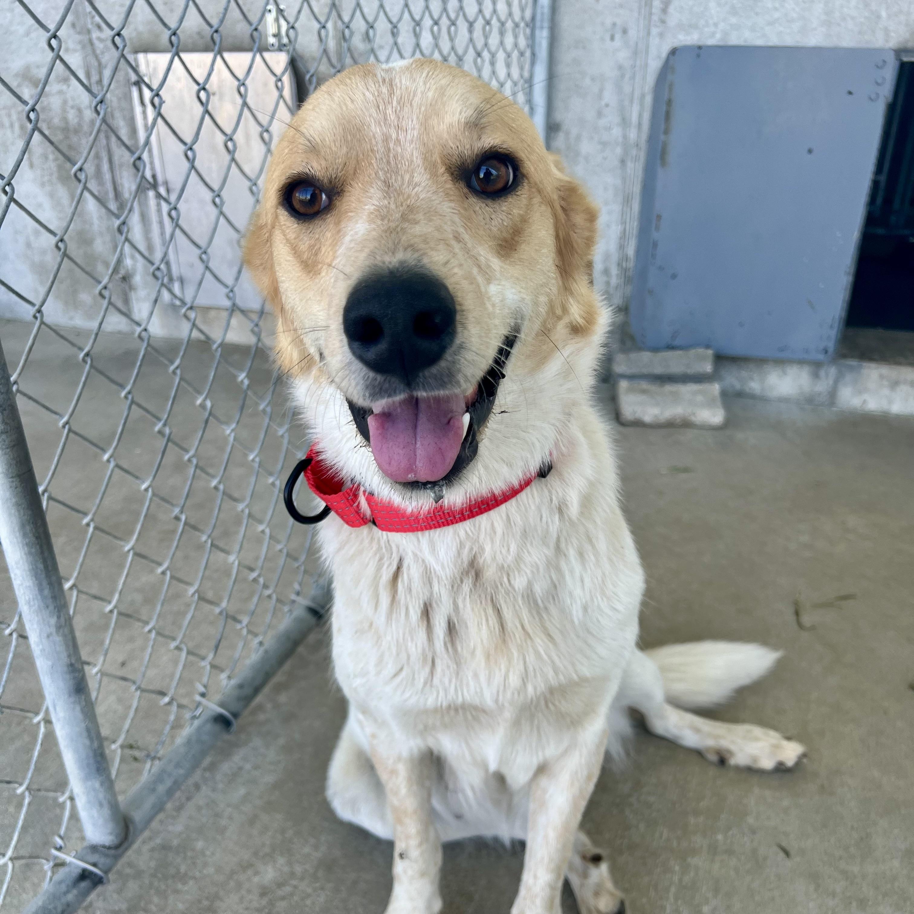 Harley, ADOPTABLE, Adult Female Australian Shepherd & Australian Cattle Dog / Blue Heeler.