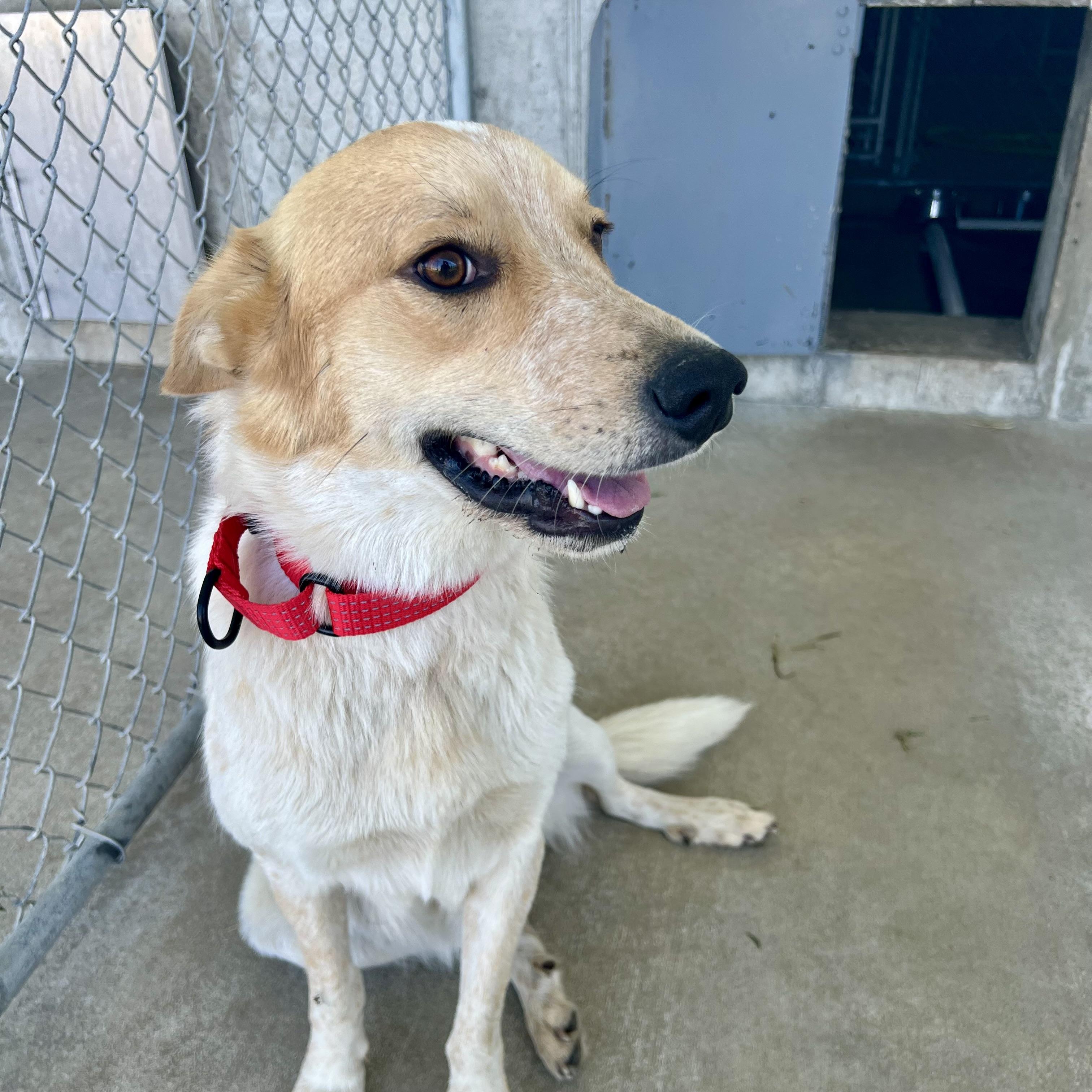 Harley, a ADOPTABLE mixed breed in Albany, MO image 2/6