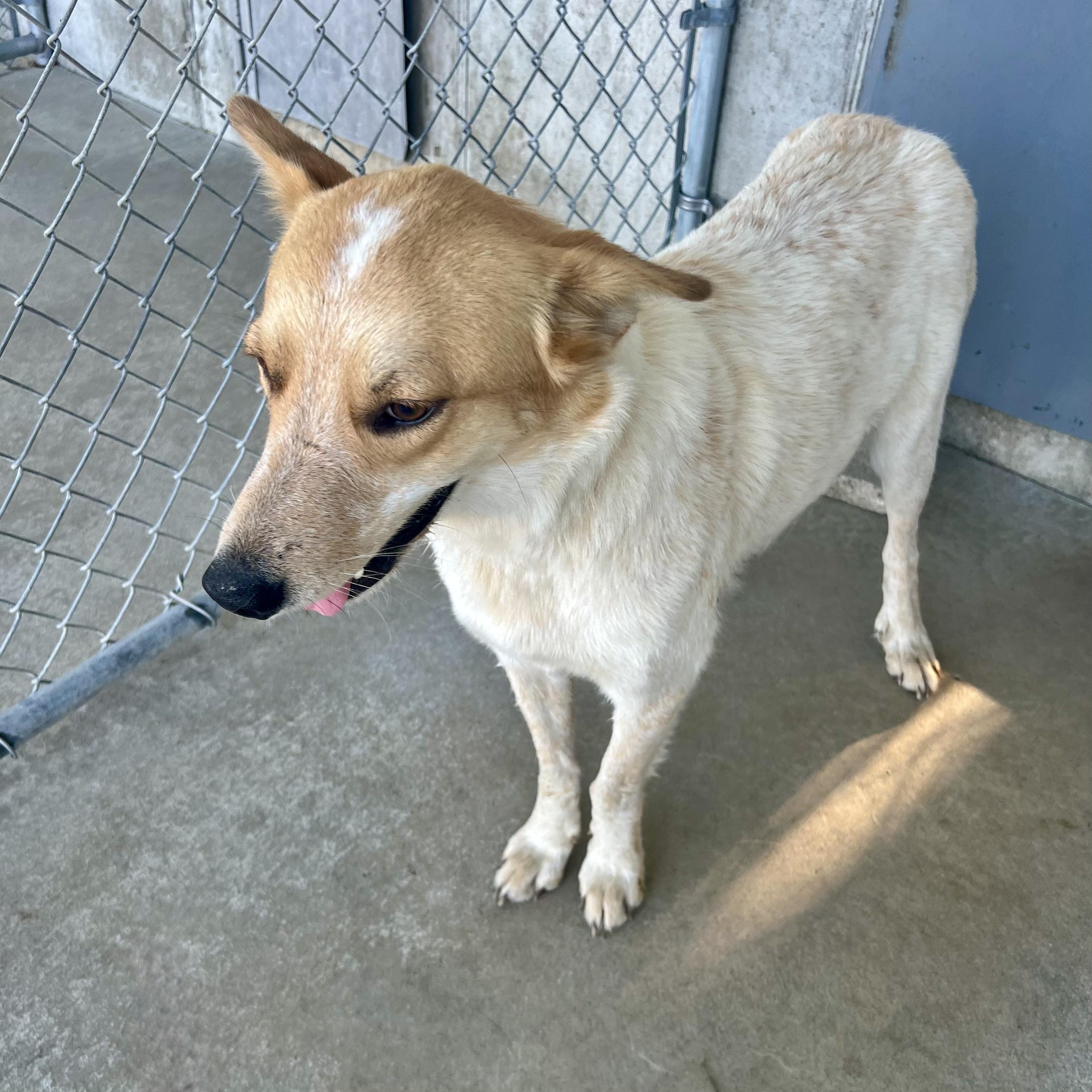 Harley, a ADOPTABLE mixed breed in Albany, MO image 3/6