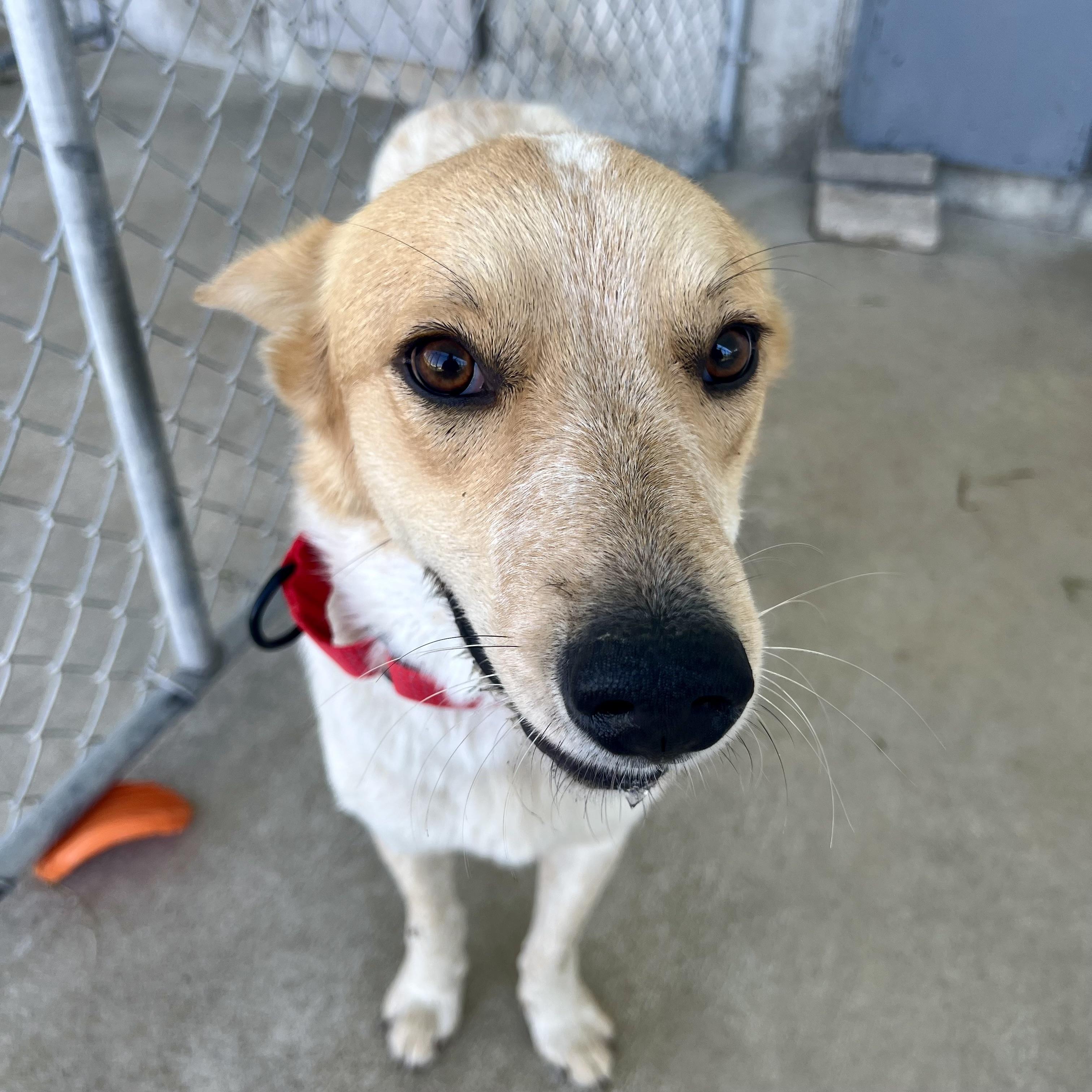 Harley, a ADOPTABLE mixed breed in Albany, MO image 4/6