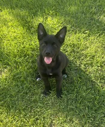 Venus, a Adoptable mixed breed in Rowlett, TX image 1/3