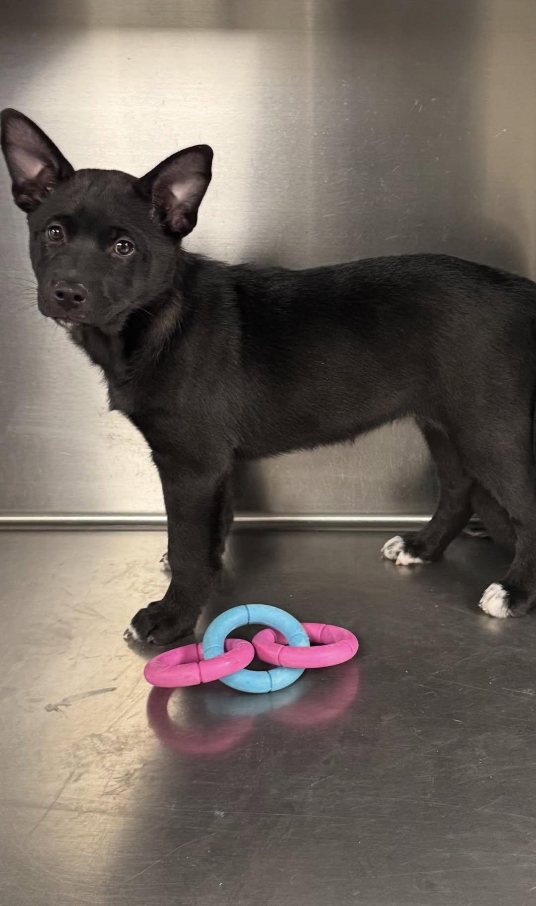 Venus, a Adoptable mixed breed in Rowlett, TX image 2/3