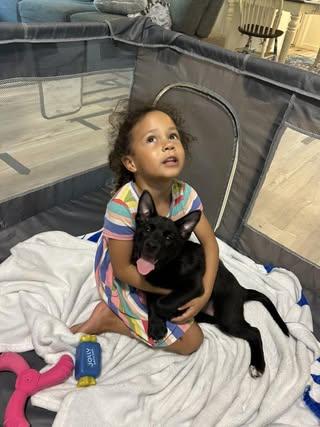 Venus, a Adoptable mixed breed in Rowlett, TX image 3/3