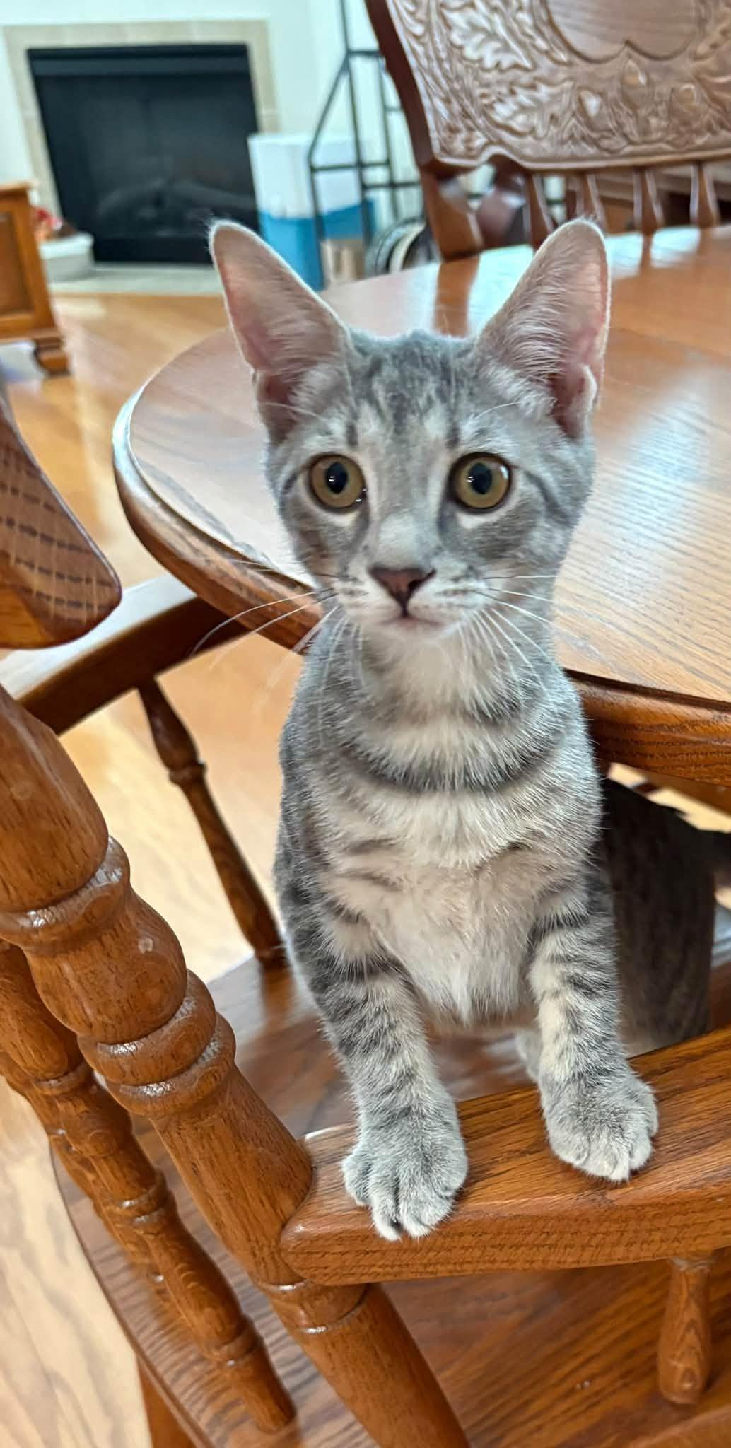 Gigi-San, Adoptable, Young Female Domestic Short Hair.